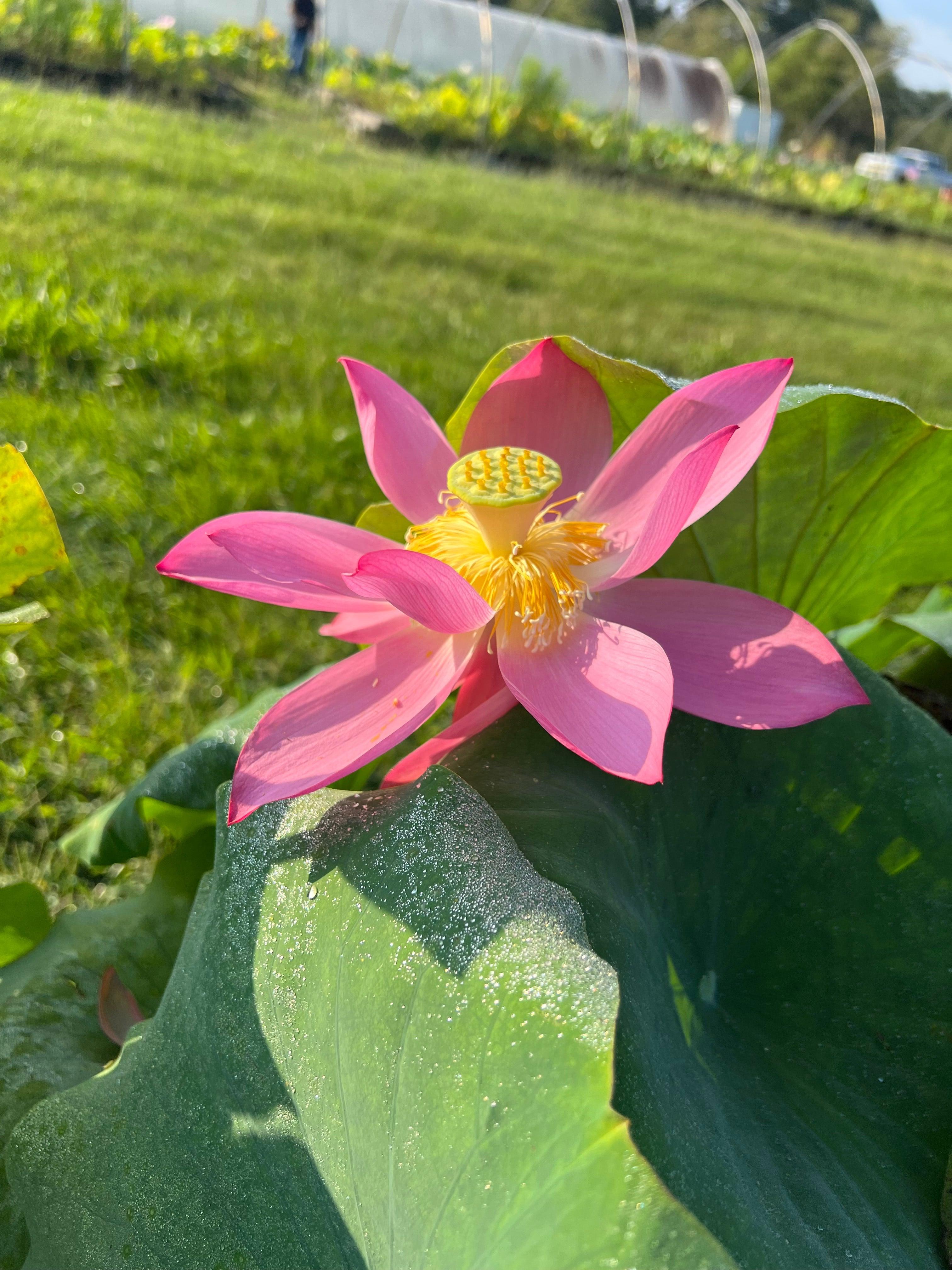 2024 Sincerity Lotus (Bare Root) - Play It Koi