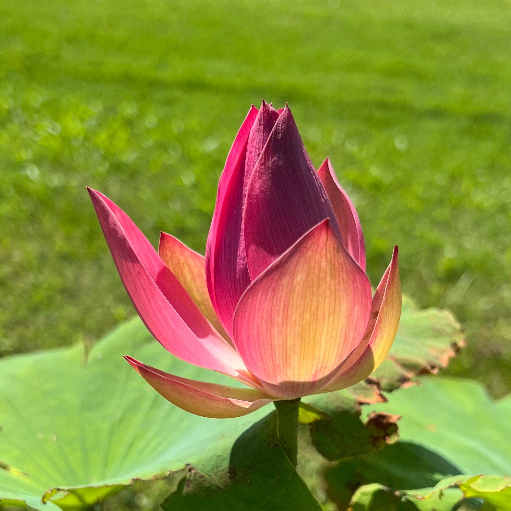 2024 Sincerity Lotus (Bare Root) - Play It Koi