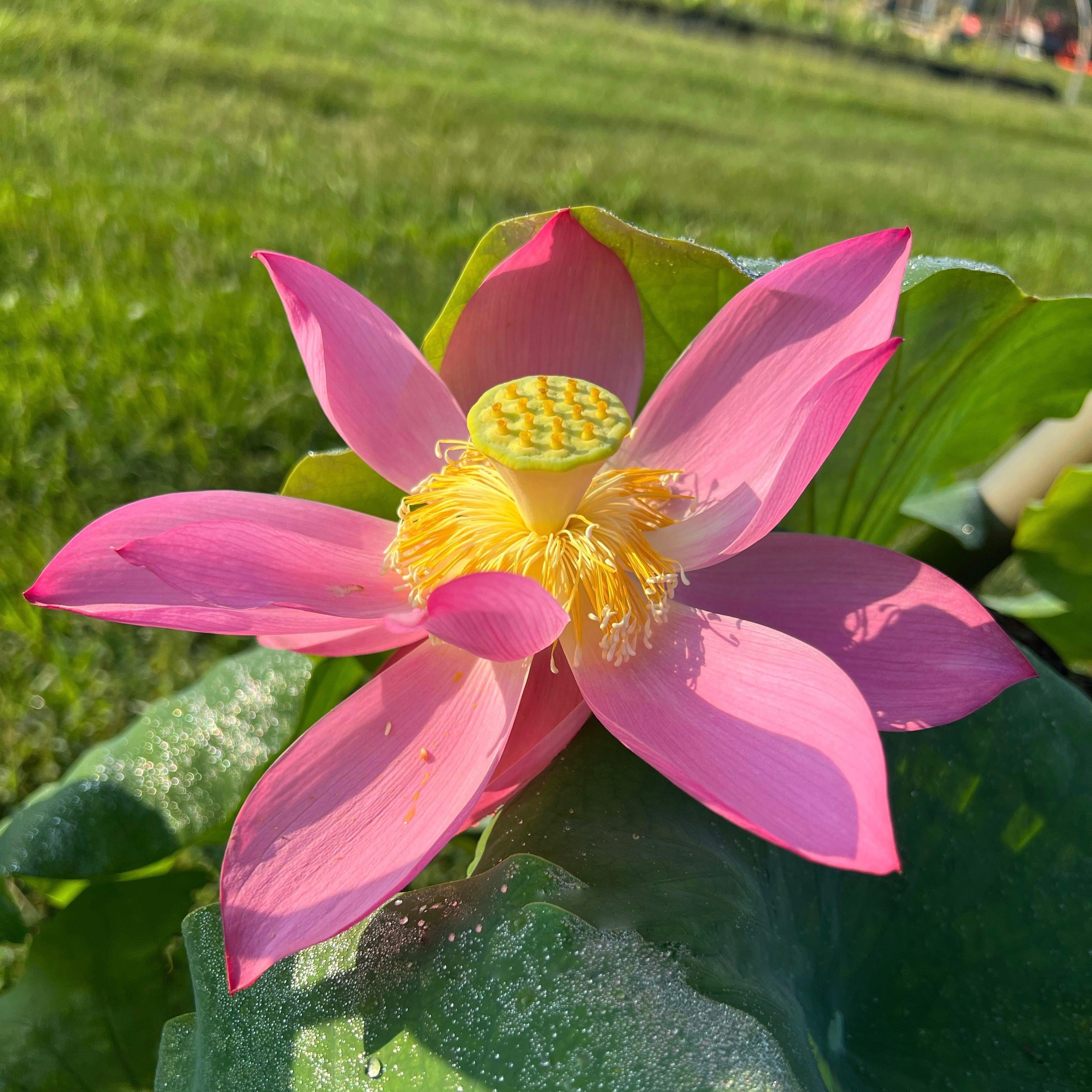 2024 Sincerity Lotus (Bare Root) - Play It Koi