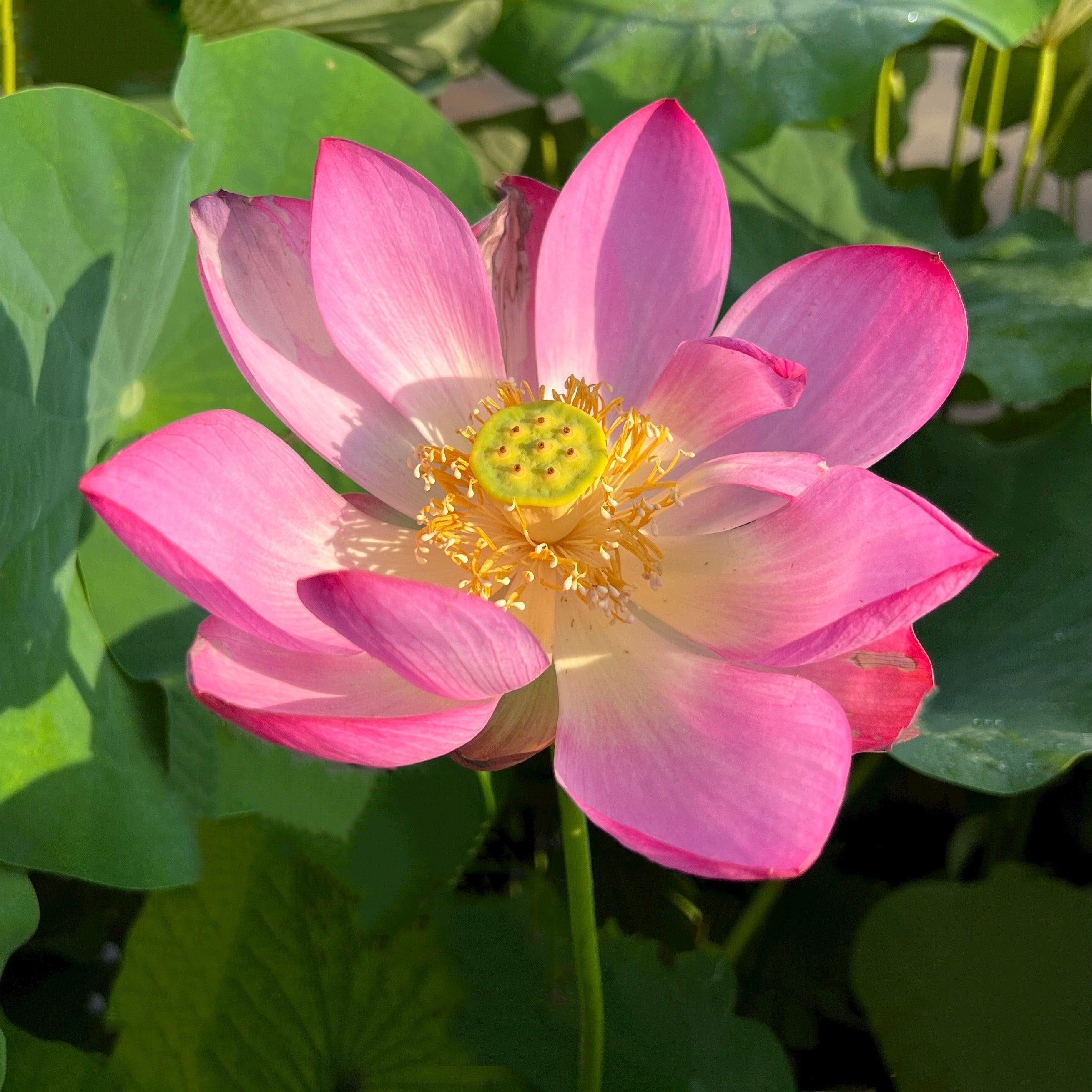 2024 Sugar Sweet Lotus (Bare Root) - Play It Koi