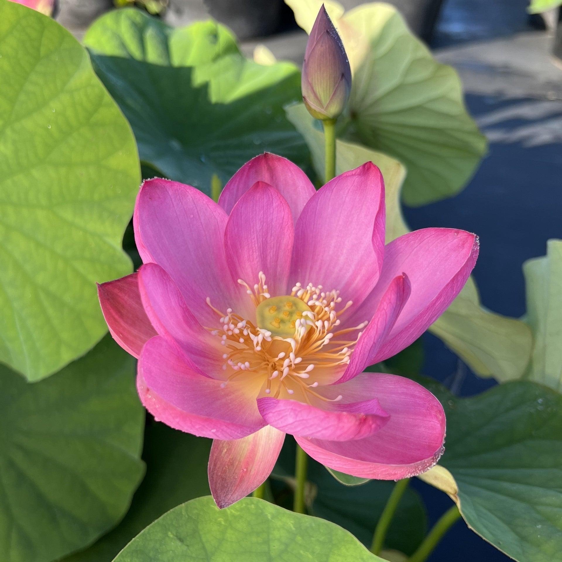 2024 Sugar Sweet Lotus (Bare Root) - Play It Koi
