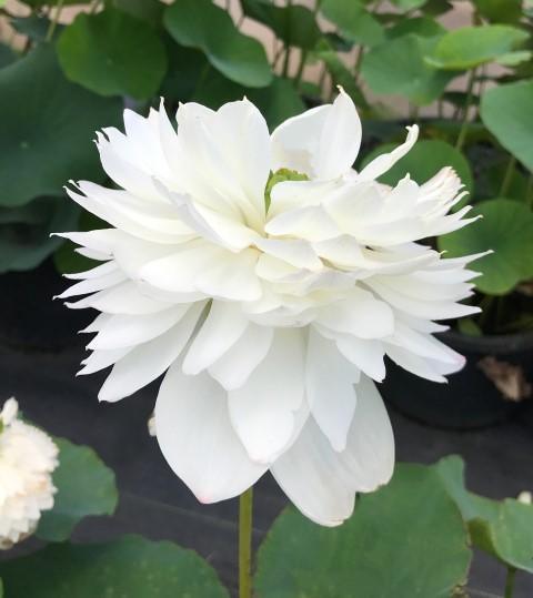 2024 Super - Our #1 Blooming Lotus (Bare Root) - Play It Koi