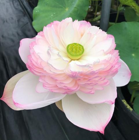 2024 Super - Our #1 Blooming Lotus (Bare Root) - Play It Koi