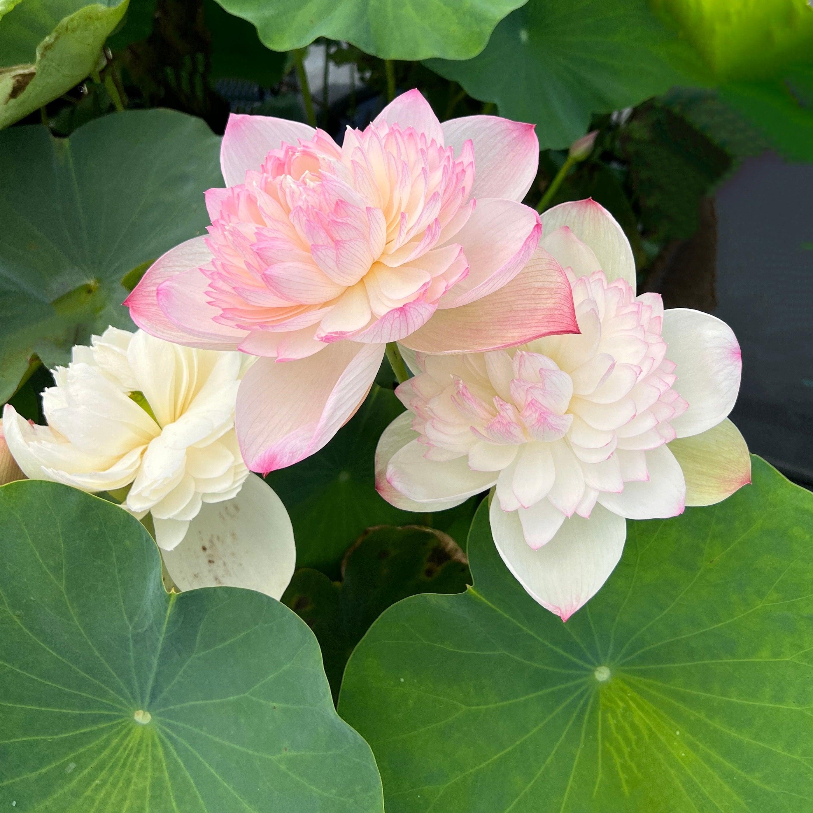 2024 Super - Our #1 Blooming Lotus (Bare Root) - Play It Koi