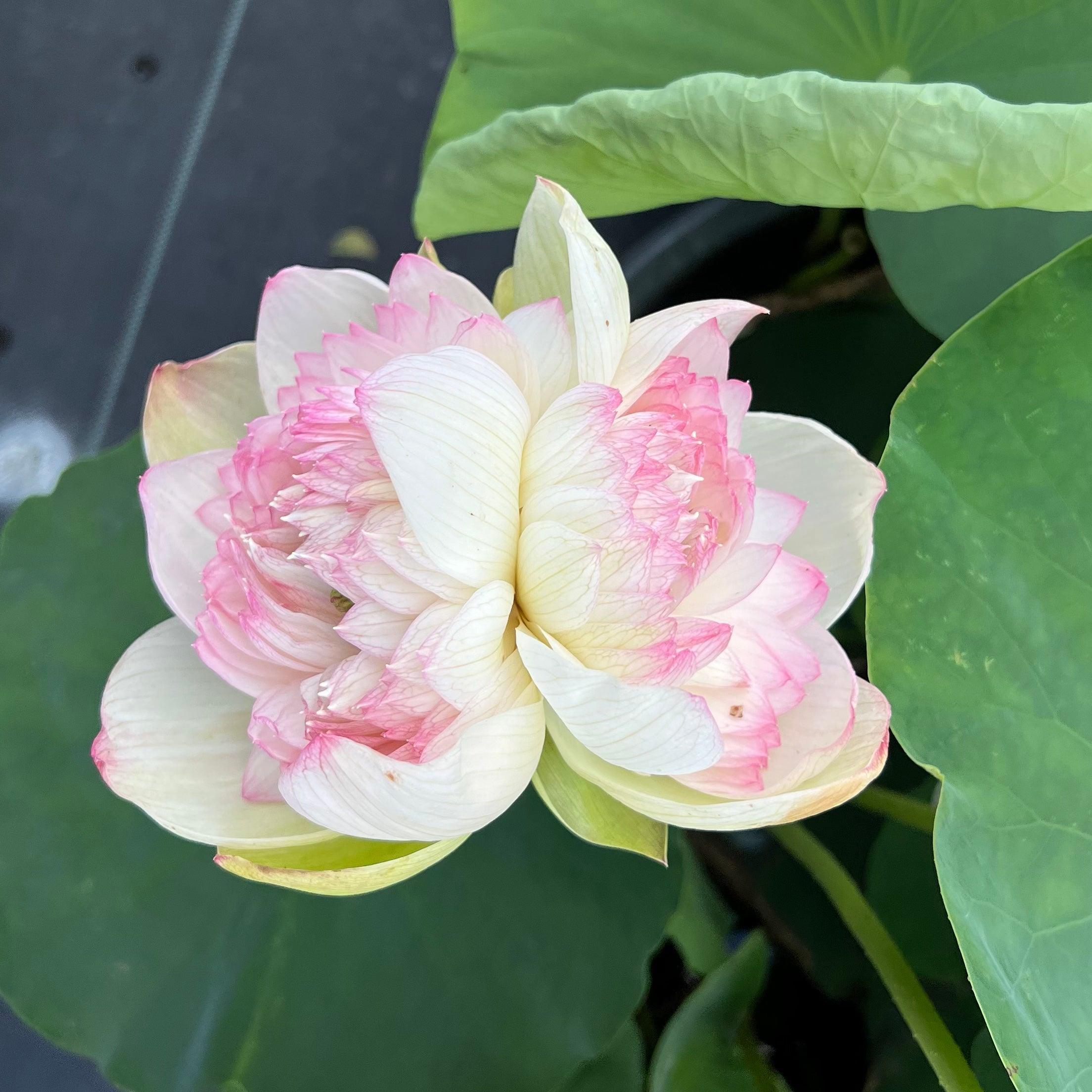2024 Super - Our #1 Blooming Lotus (Bare Root) - Play It Koi