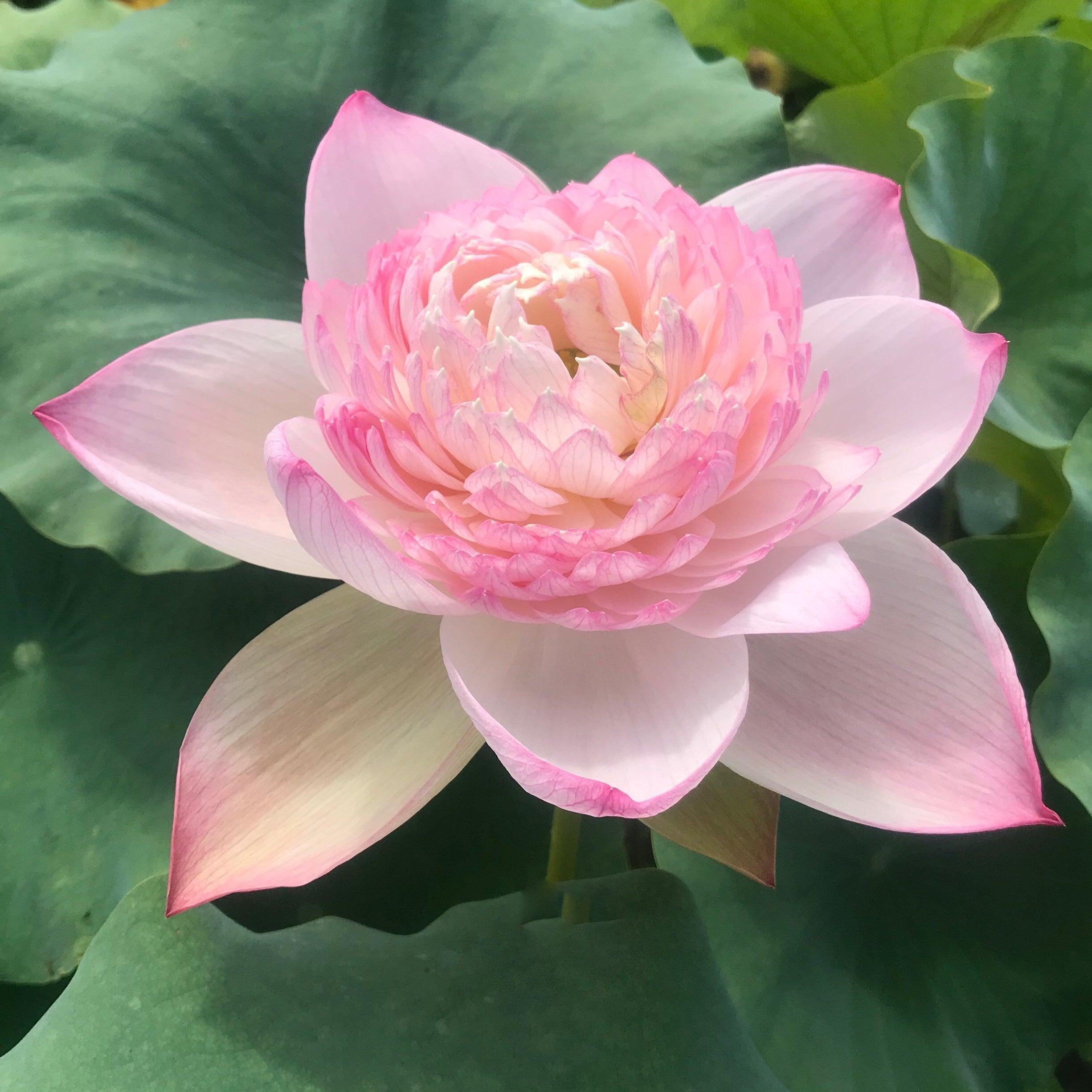 2024 Super - Our #1 Blooming Lotus (Bare Root) - Play It Koi