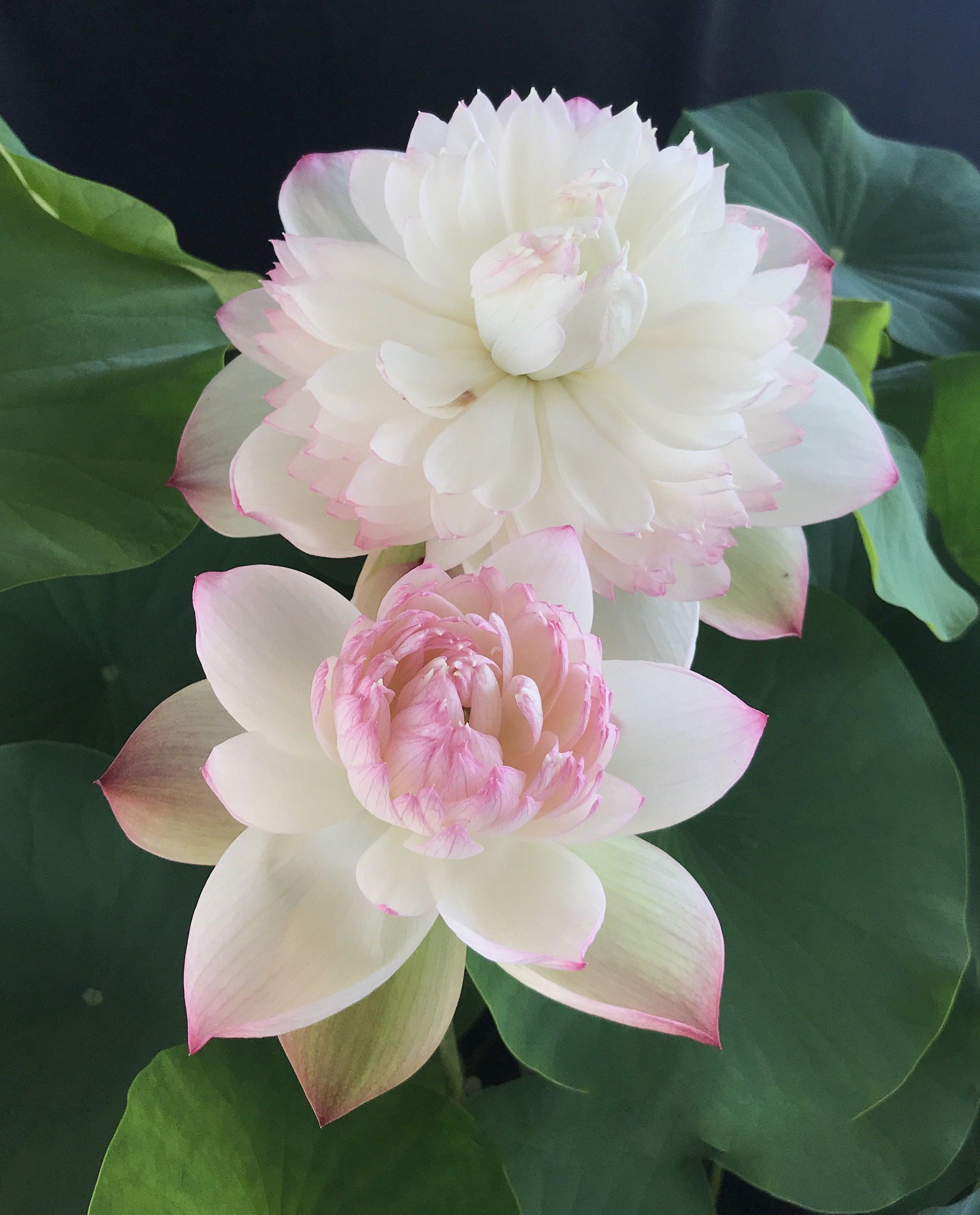 2024 Super - Our #1 Blooming Lotus (Bare Root) - Play It Koi