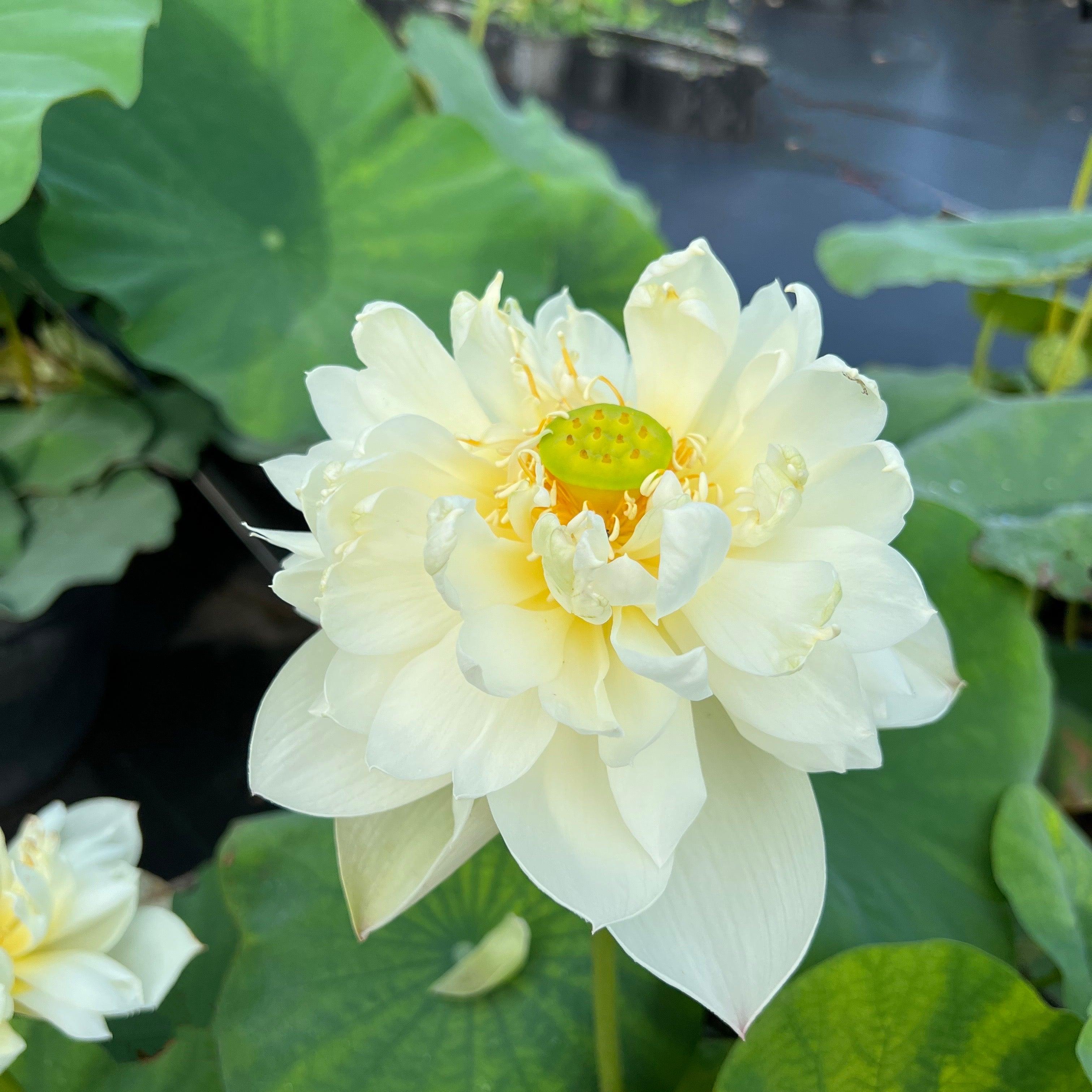 壷と花 Multi-Petal & Double Lotus Plants for Sale | Peony-Style Lotus