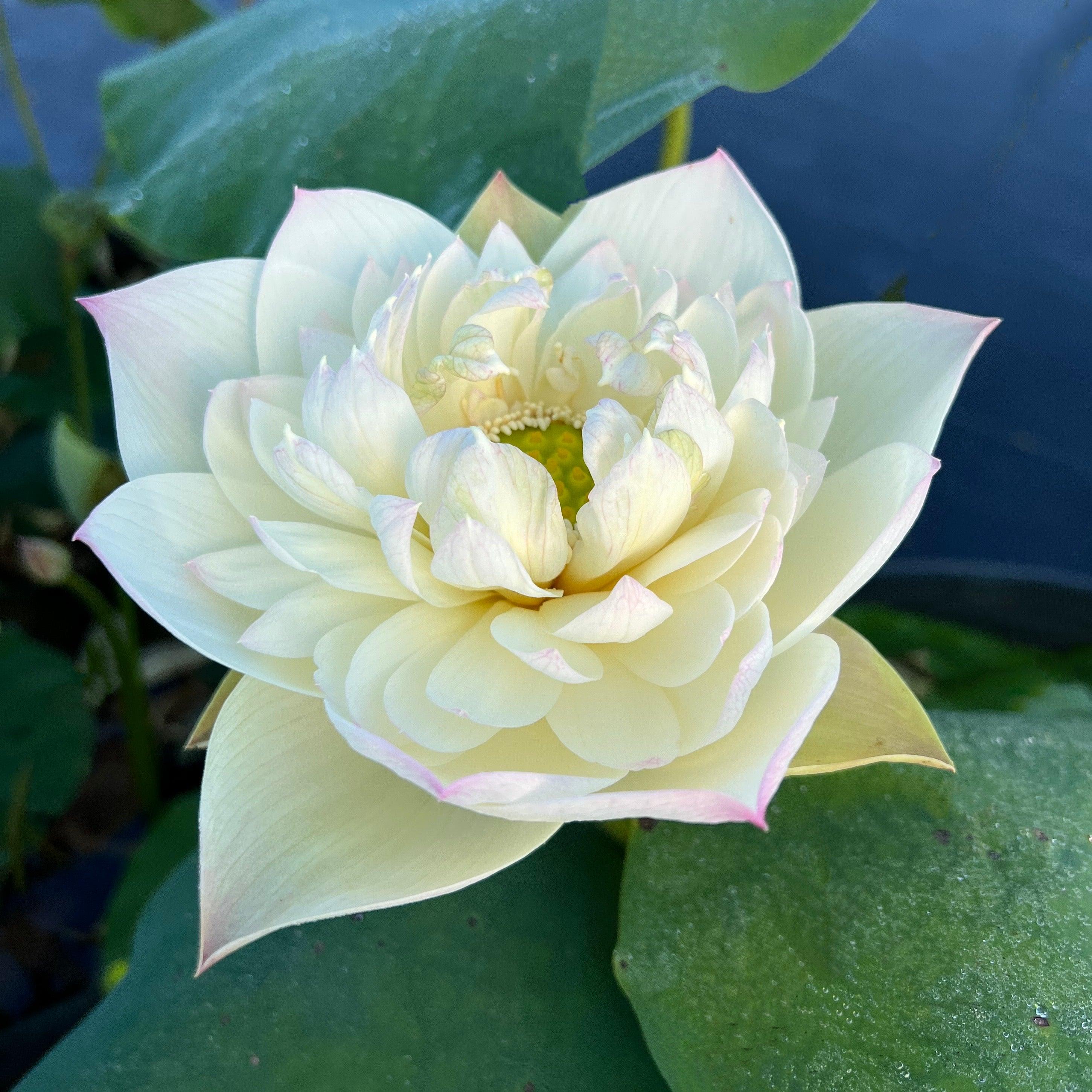 2024 Taihu Deep Love Lotus (Bare Root) - Play It Koi