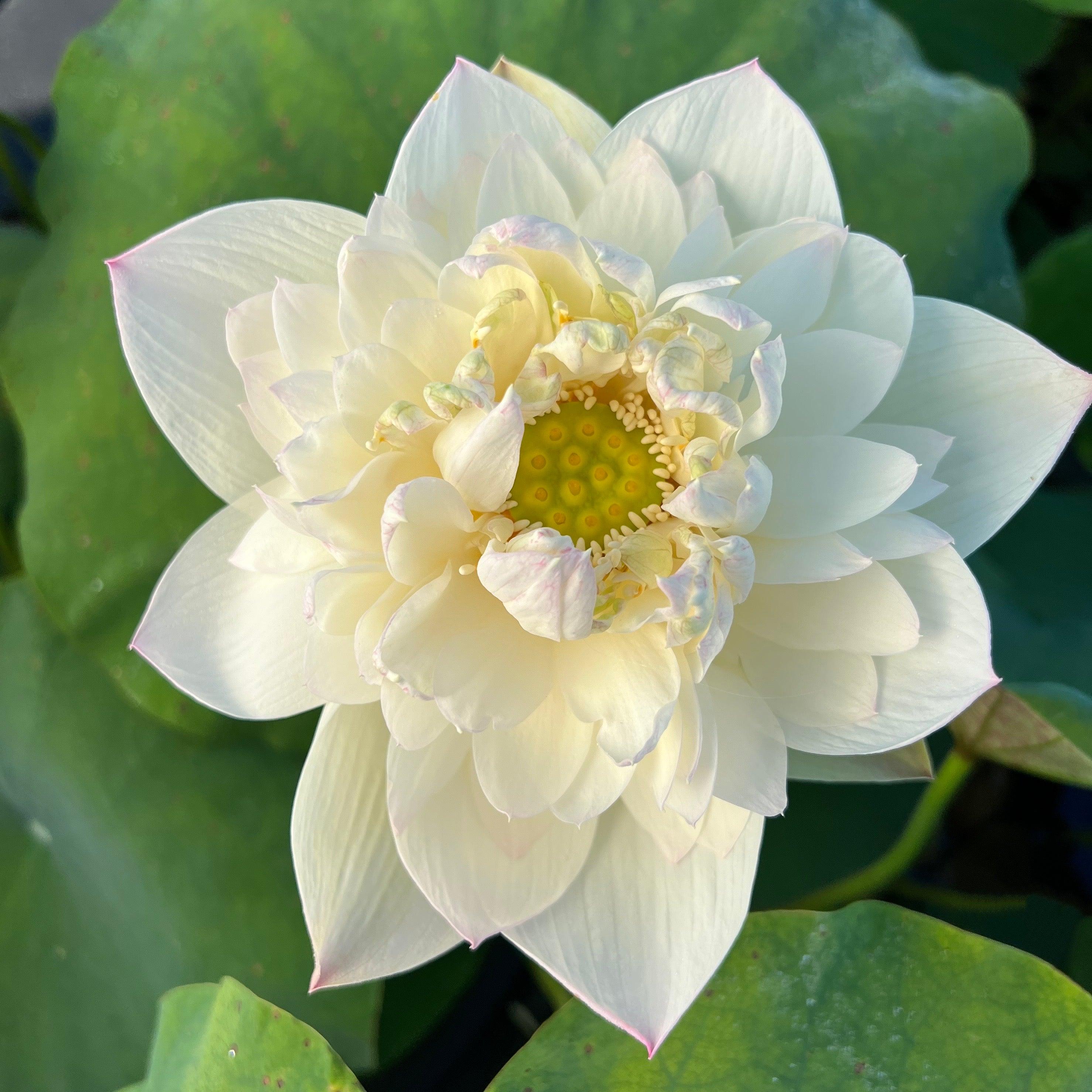 2024 Taihu Deep Love Lotus (Bare Root) - Play It Koi