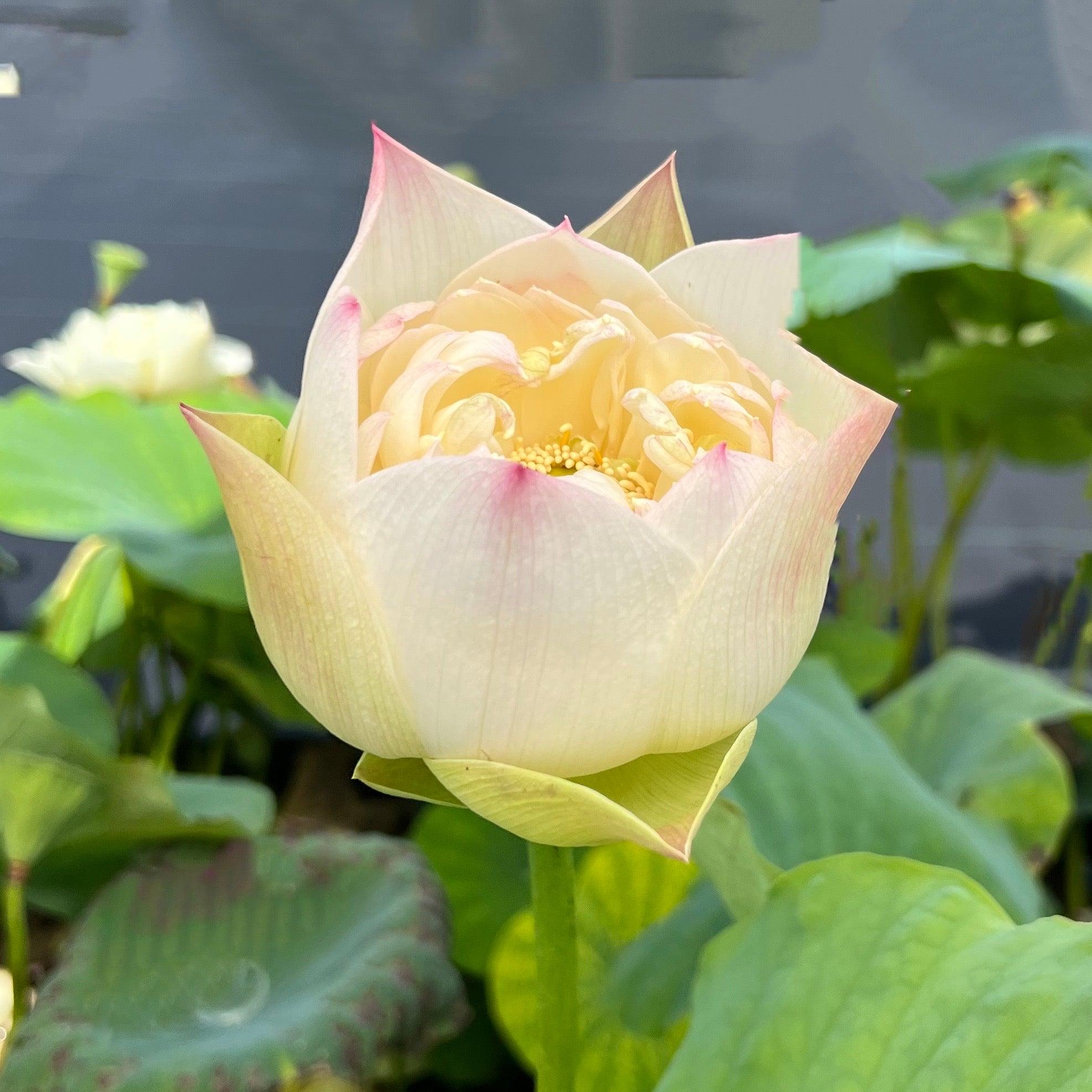 2024 Taihu Deep Love Lotus (Bare Root) - Play It Koi