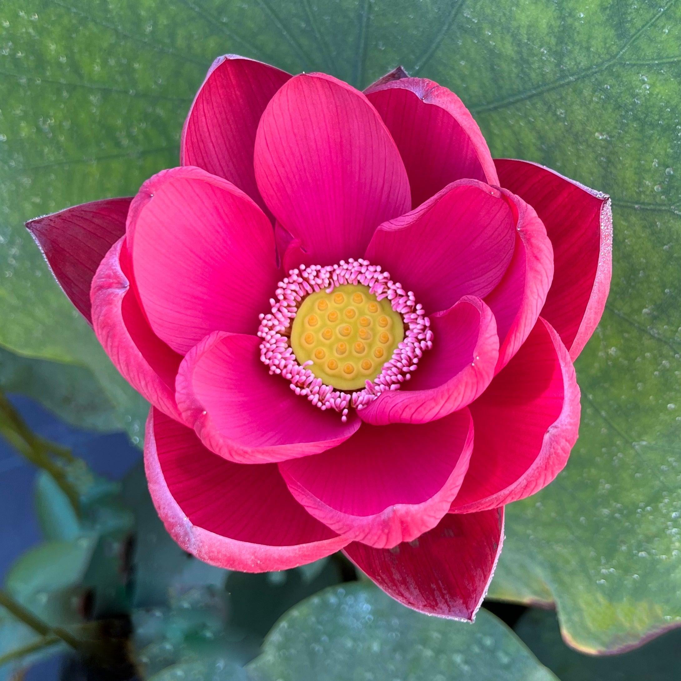 2024 Torch of Nanjing Lotus (Bare Root) - Play It Koi