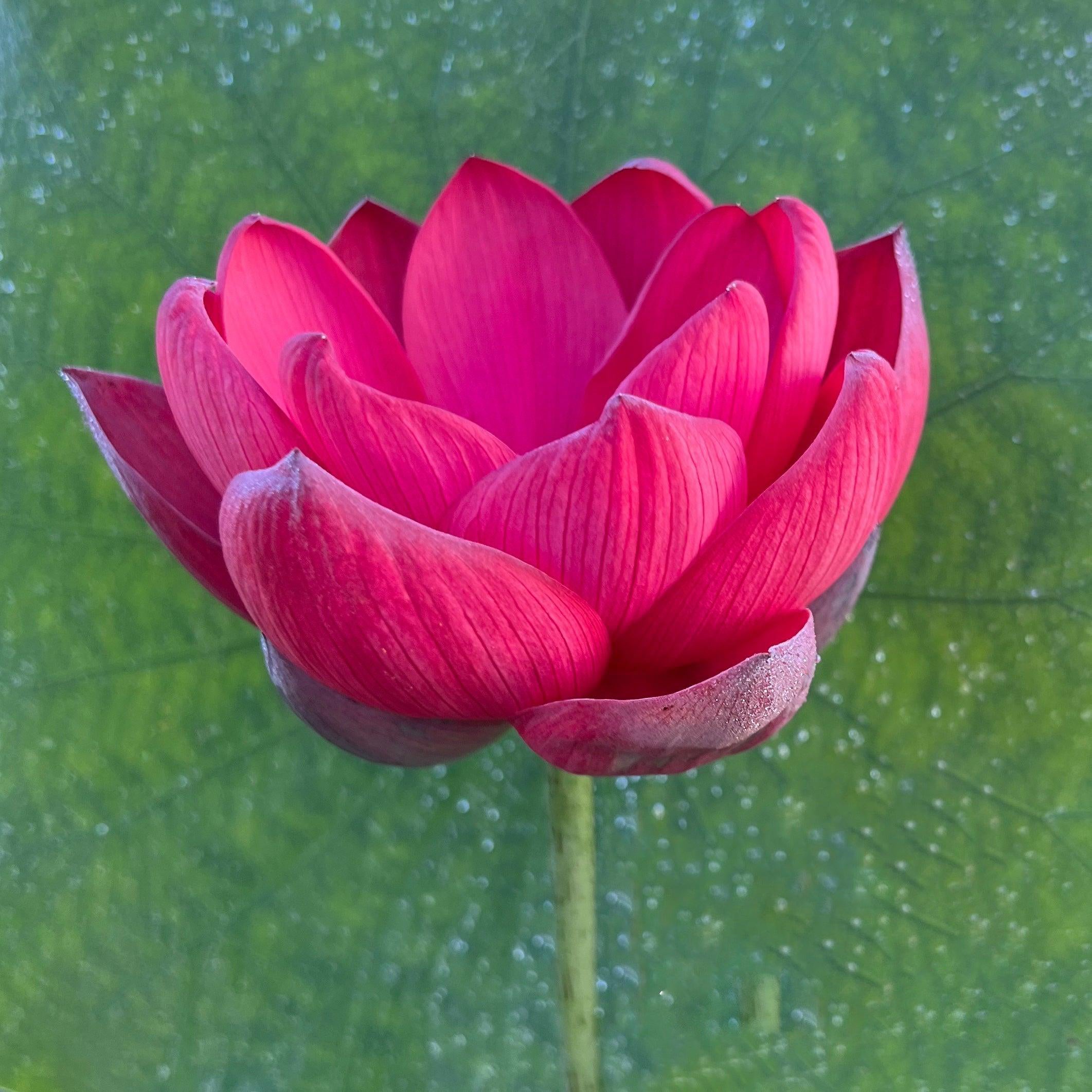 2024 Torch of Nanjing Lotus (Bare Root) - Play It Koi