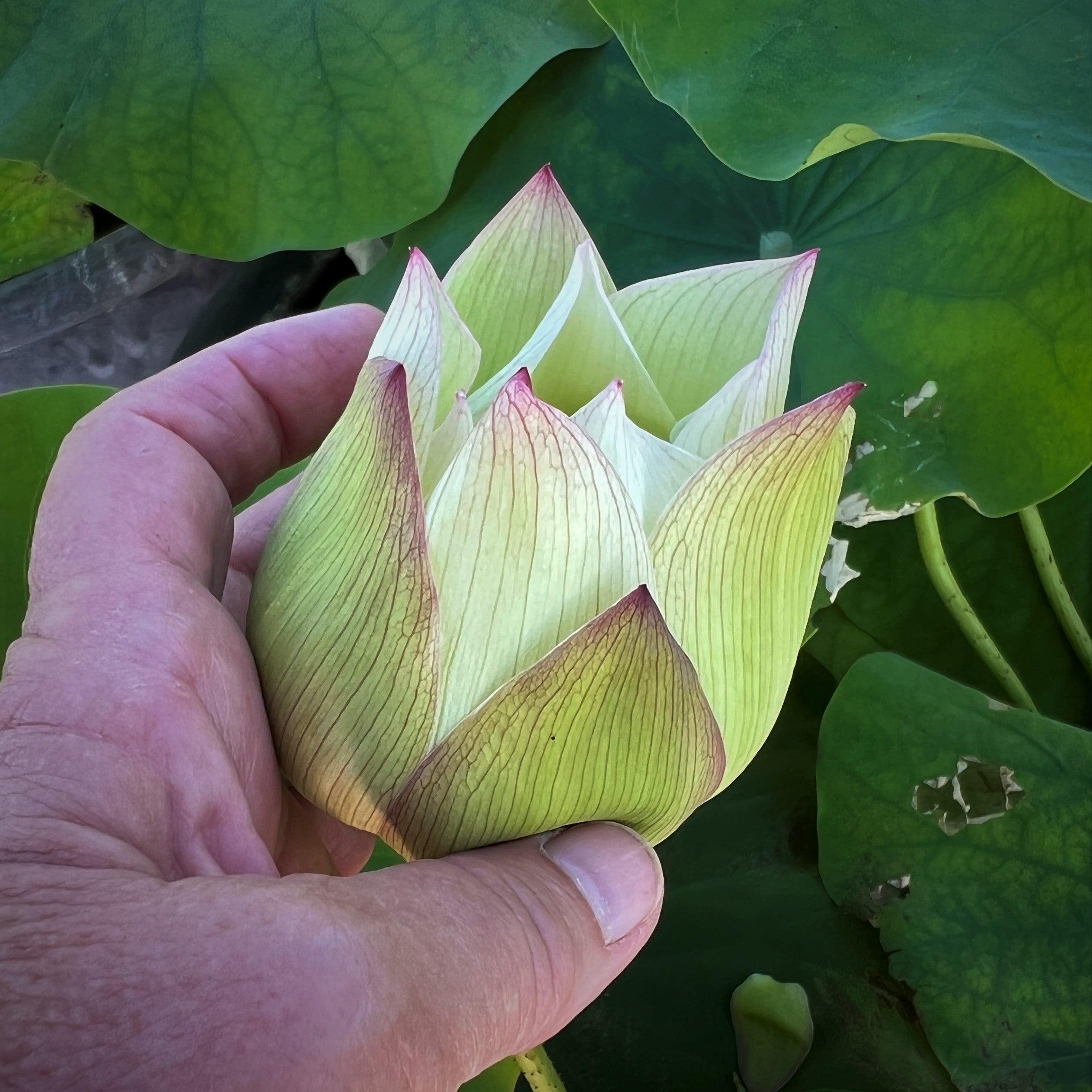 2024 Vermilion Inlaid Gold Lamp- Like Velvet Lotus (Bare Root) - Play It Koi