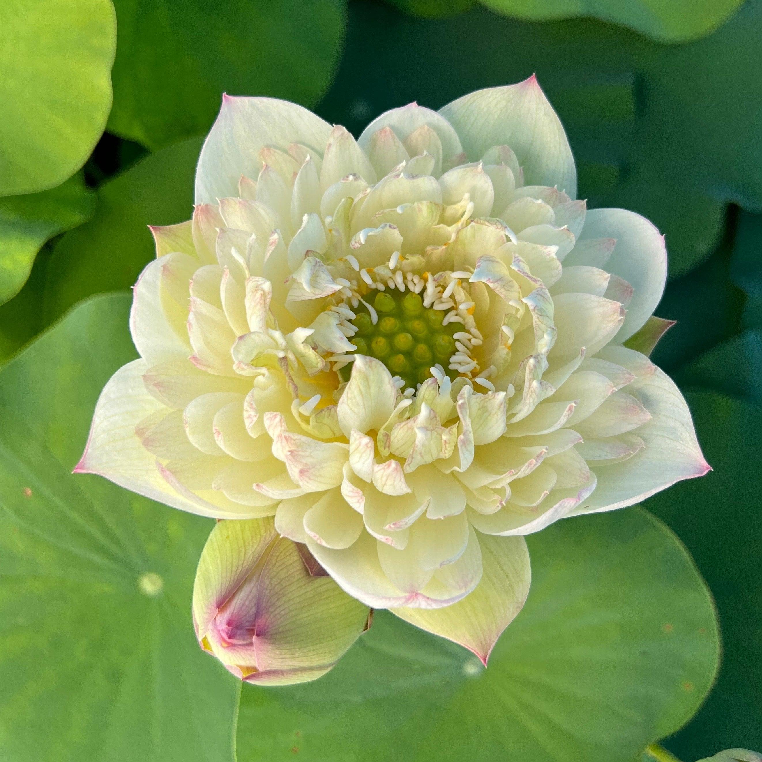 2024 Vermilion Lips Lotus (Bare Root) - Play It Koi
