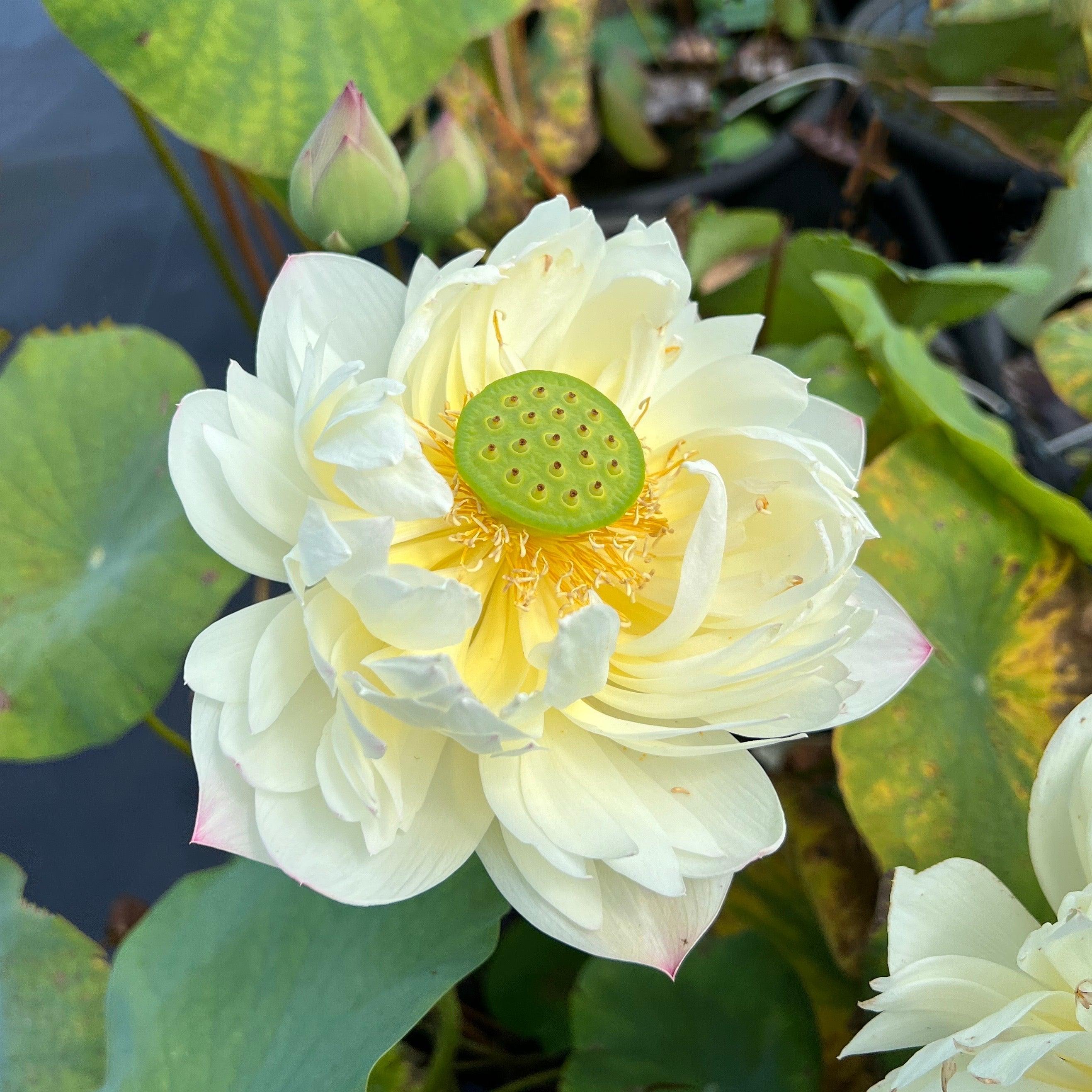 2024 Vermilion Lips Lotus (Bare Root) - Play It Koi