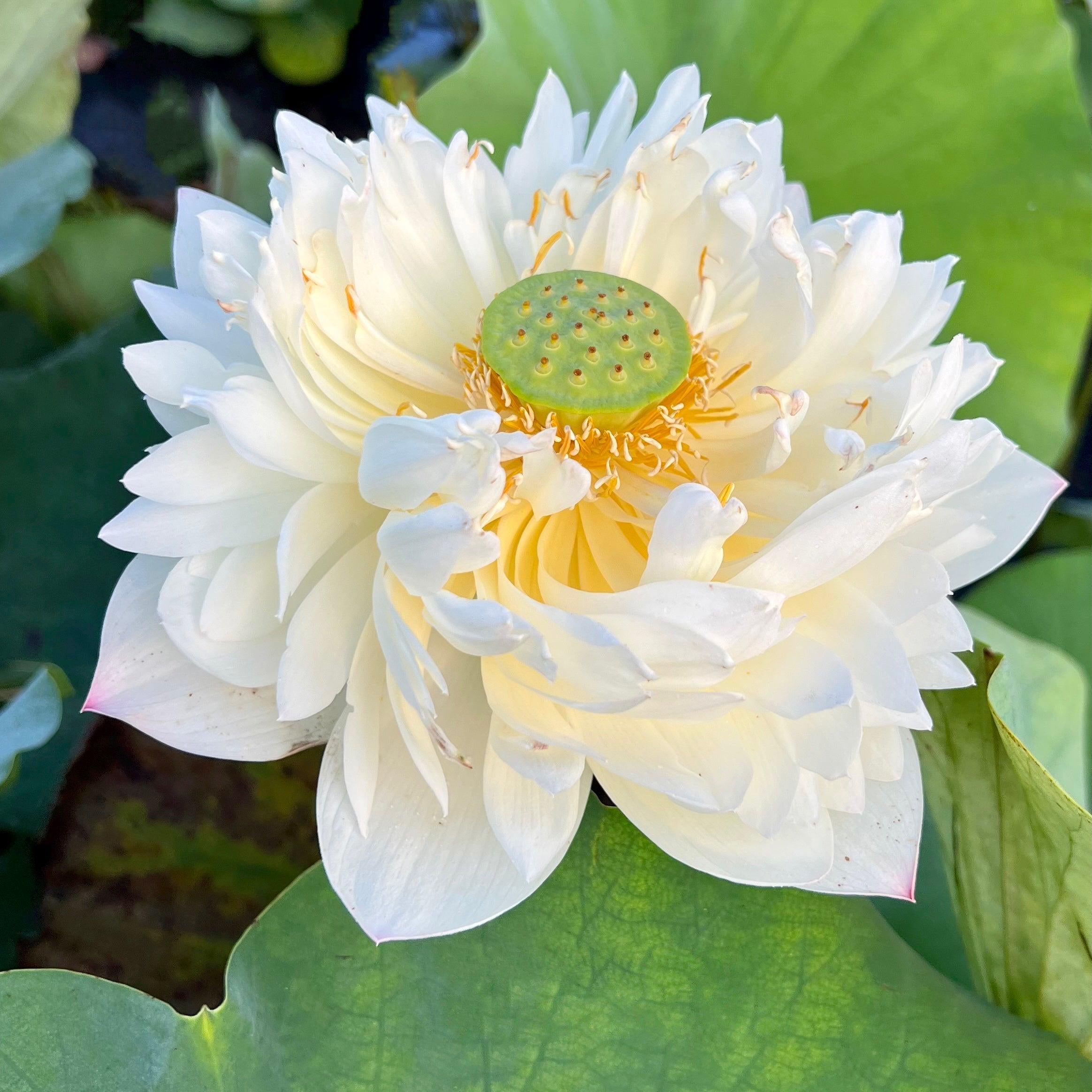 2024 Vermilion Lips Lotus (Bare Root) - Play It Koi
