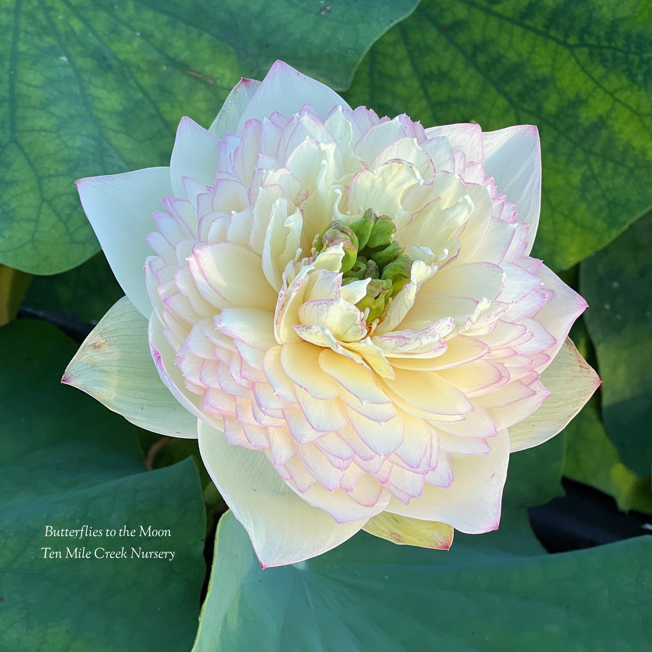 2025 Butterfly to the Moon Lotus (Bare Root)