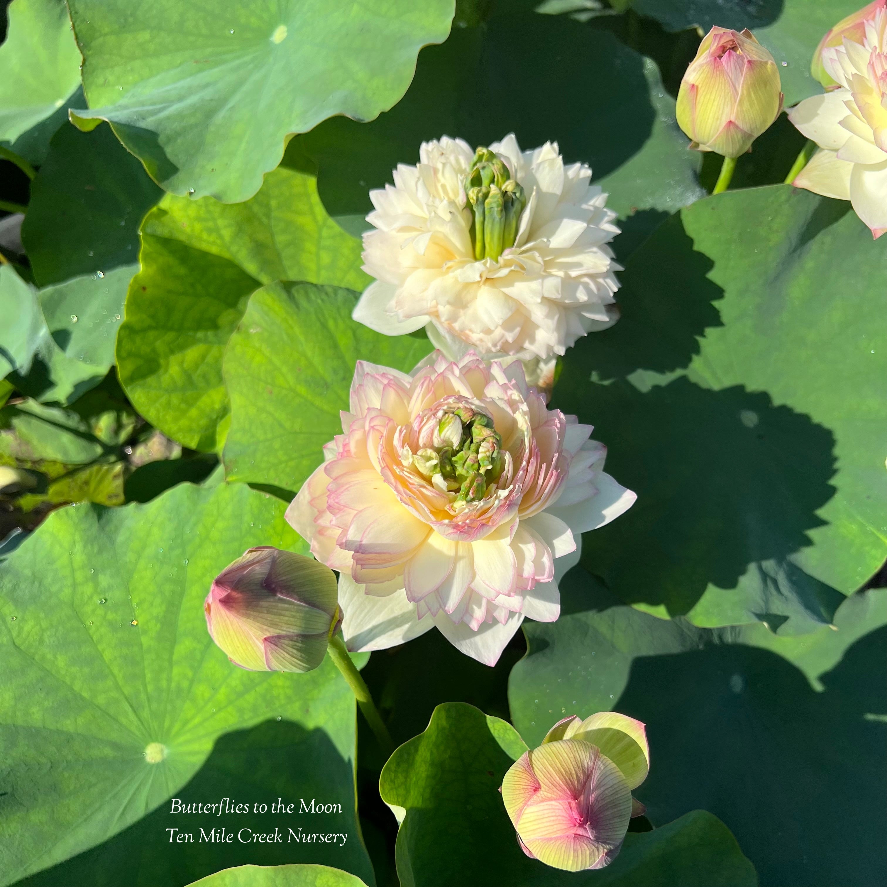2025 Butterfly to the Moon Lotus (Bare Root)