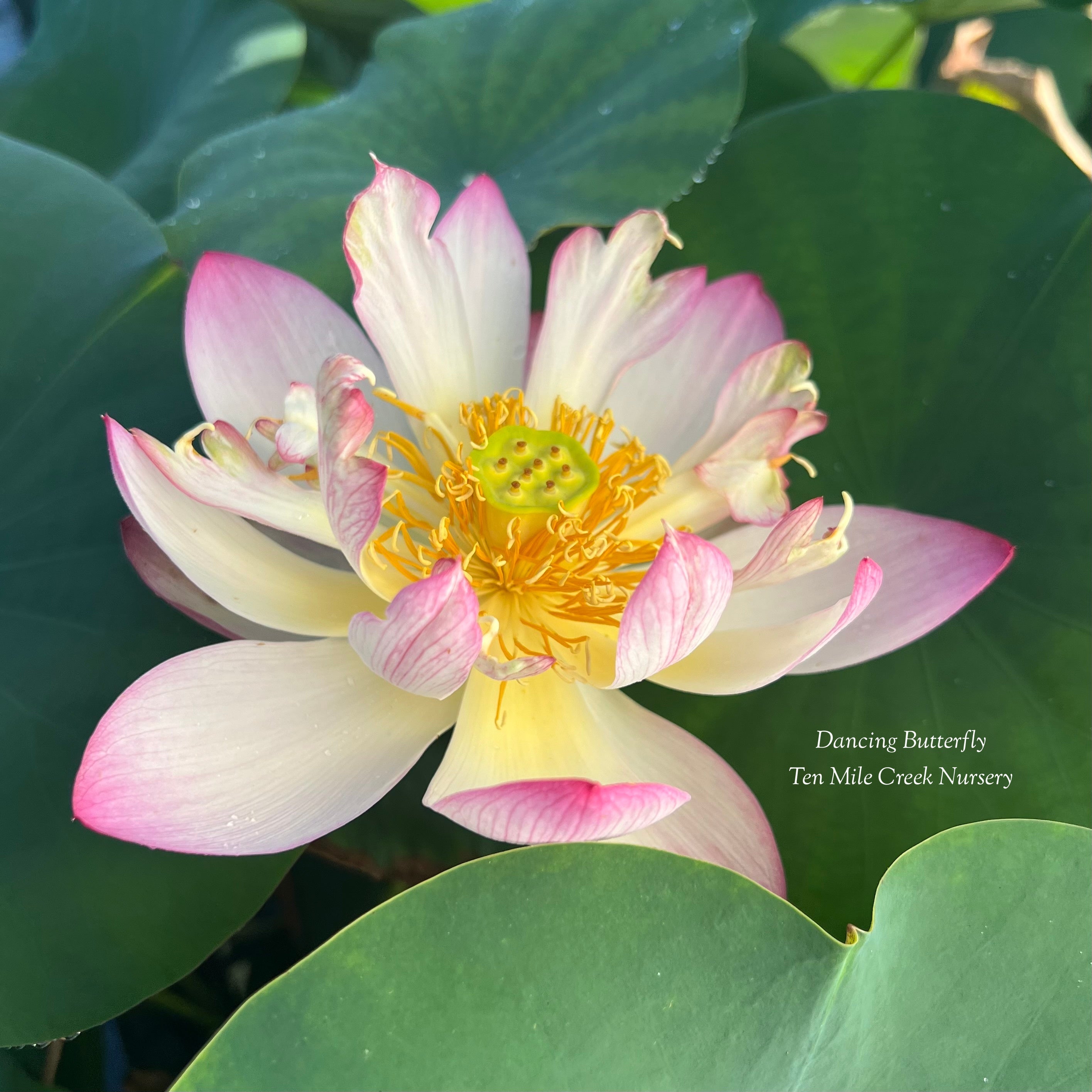 2025 Dancing Butterfly Lotus (Bare Root)