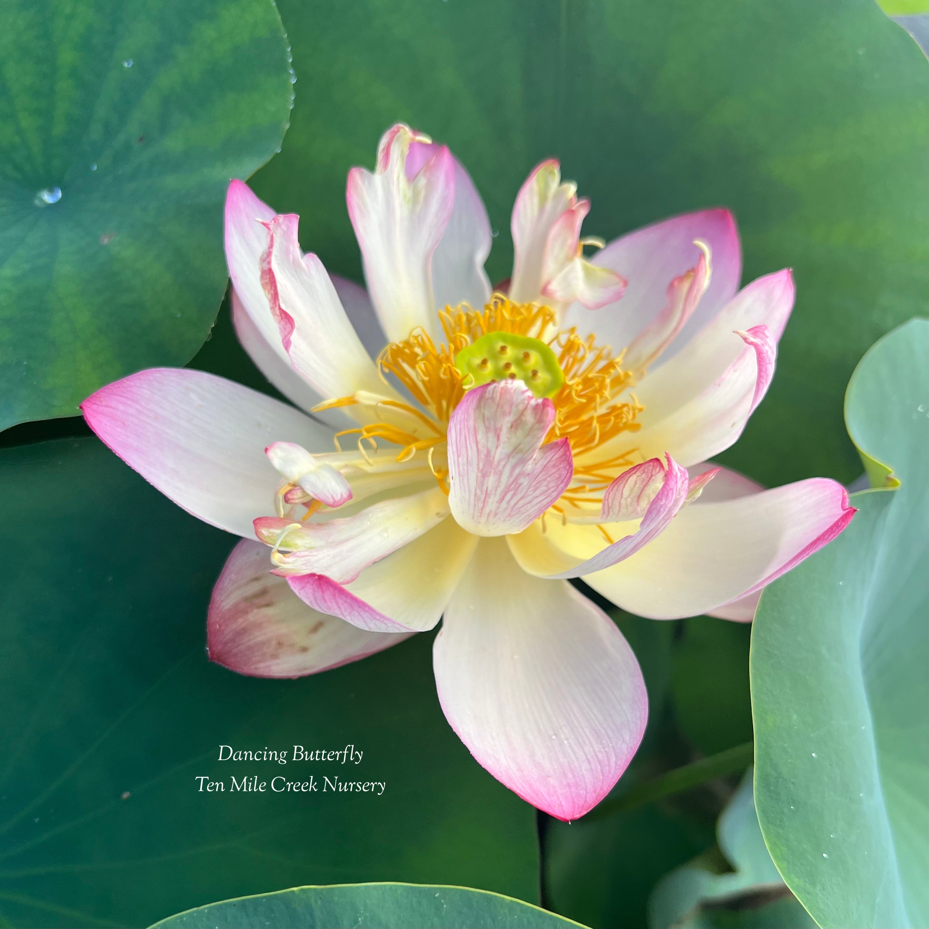 2025 Dancing Butterfly Lotus (Bare Root)