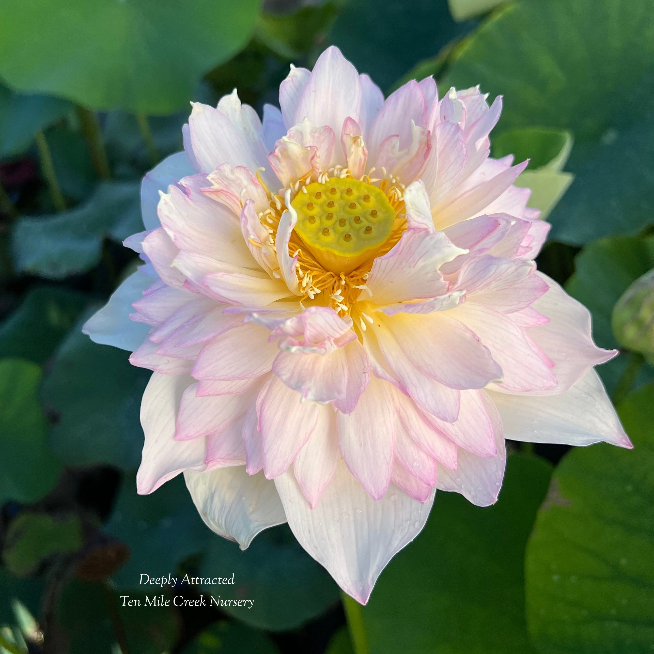 2025 Deeply Attracted Lotus (Bare Root)