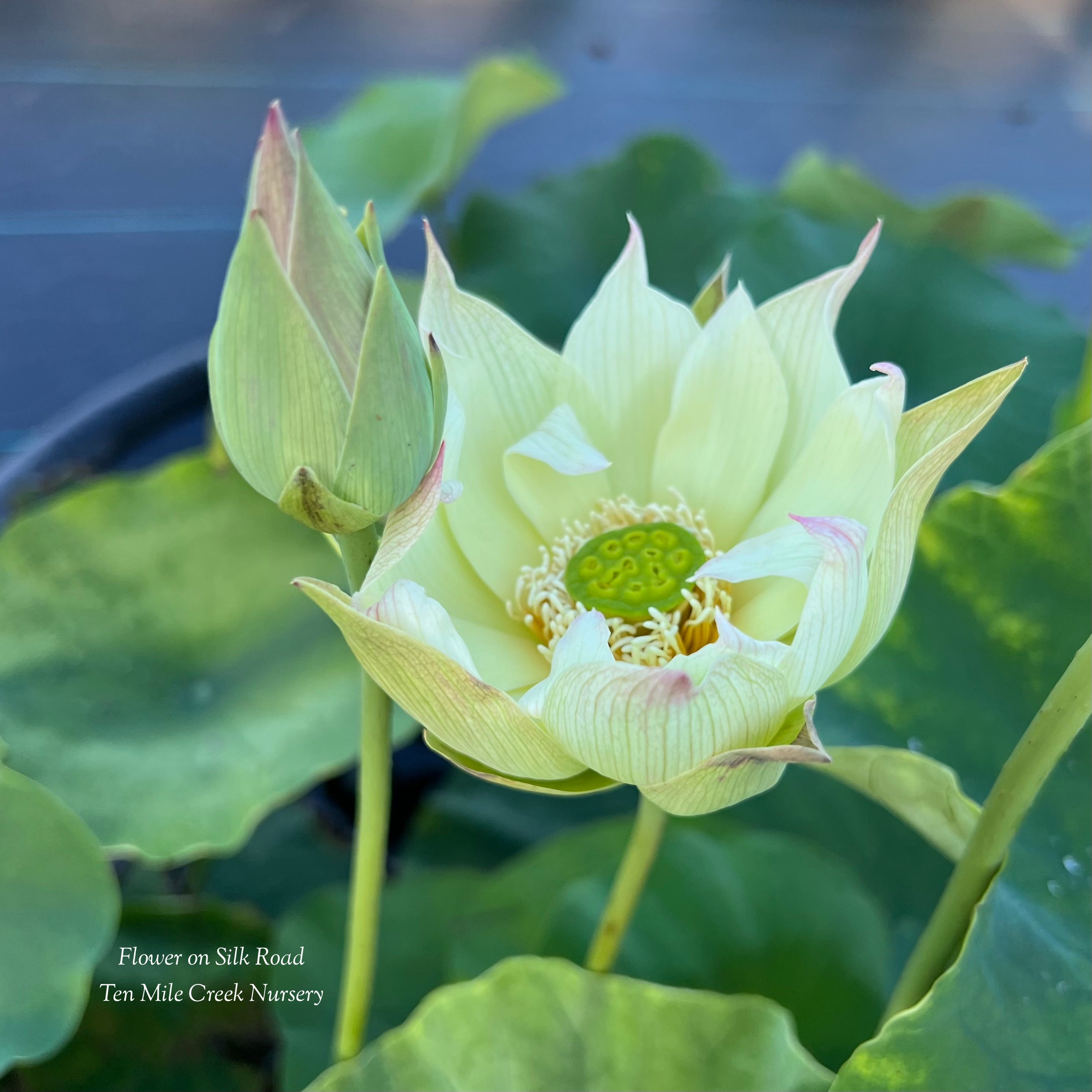 2025 Flower on Silk Road Lotus (Bare Root)