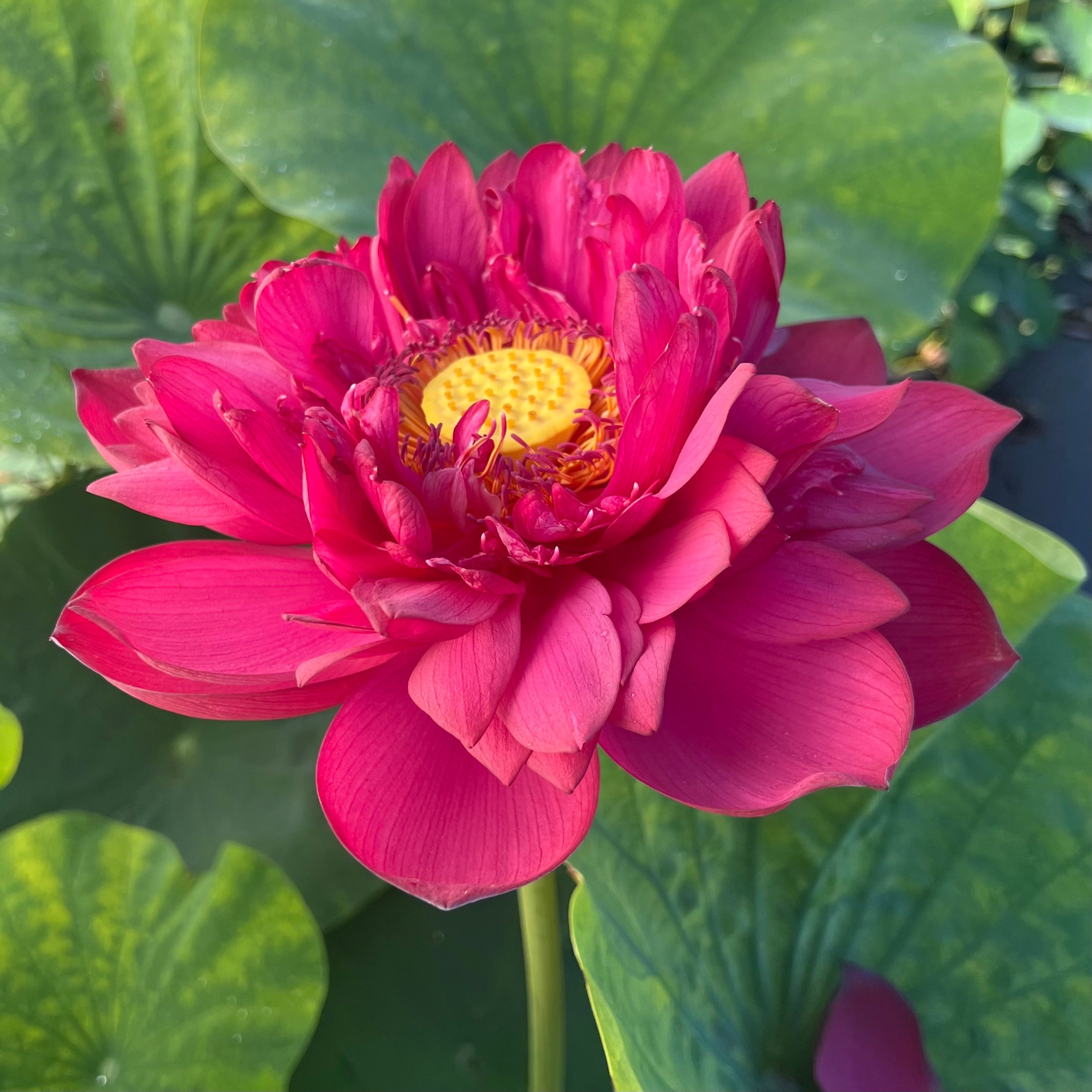 2025 Insular Dark Dye Lotus (Bare Root)