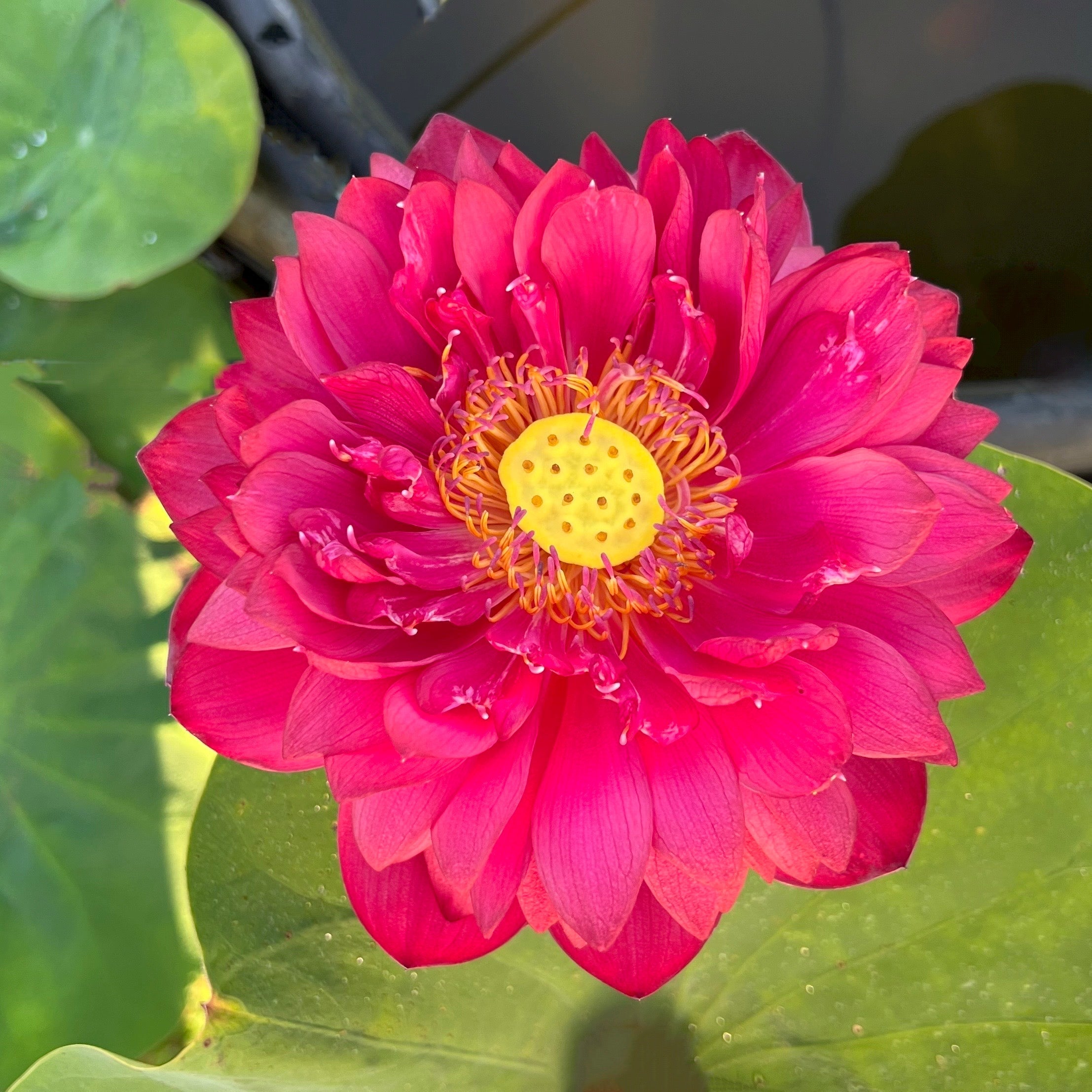 2025 Insular Dark Dye Lotus (Bare Root)