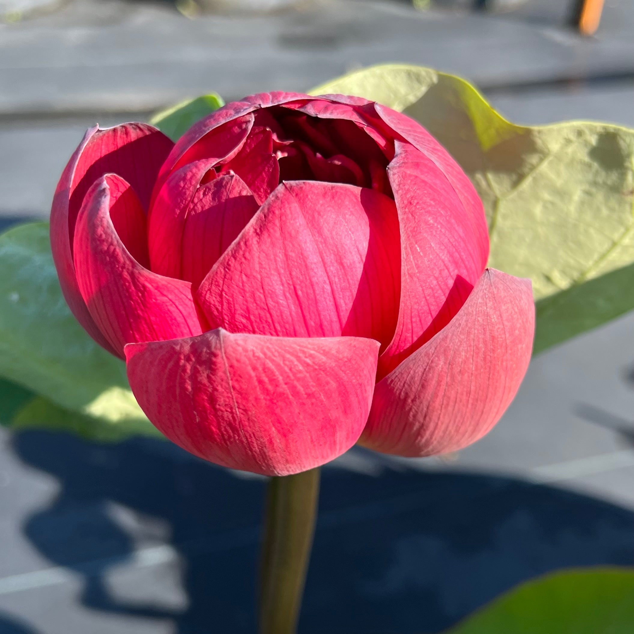 2025 Insular Dark Dye Lotus (Bare Root)