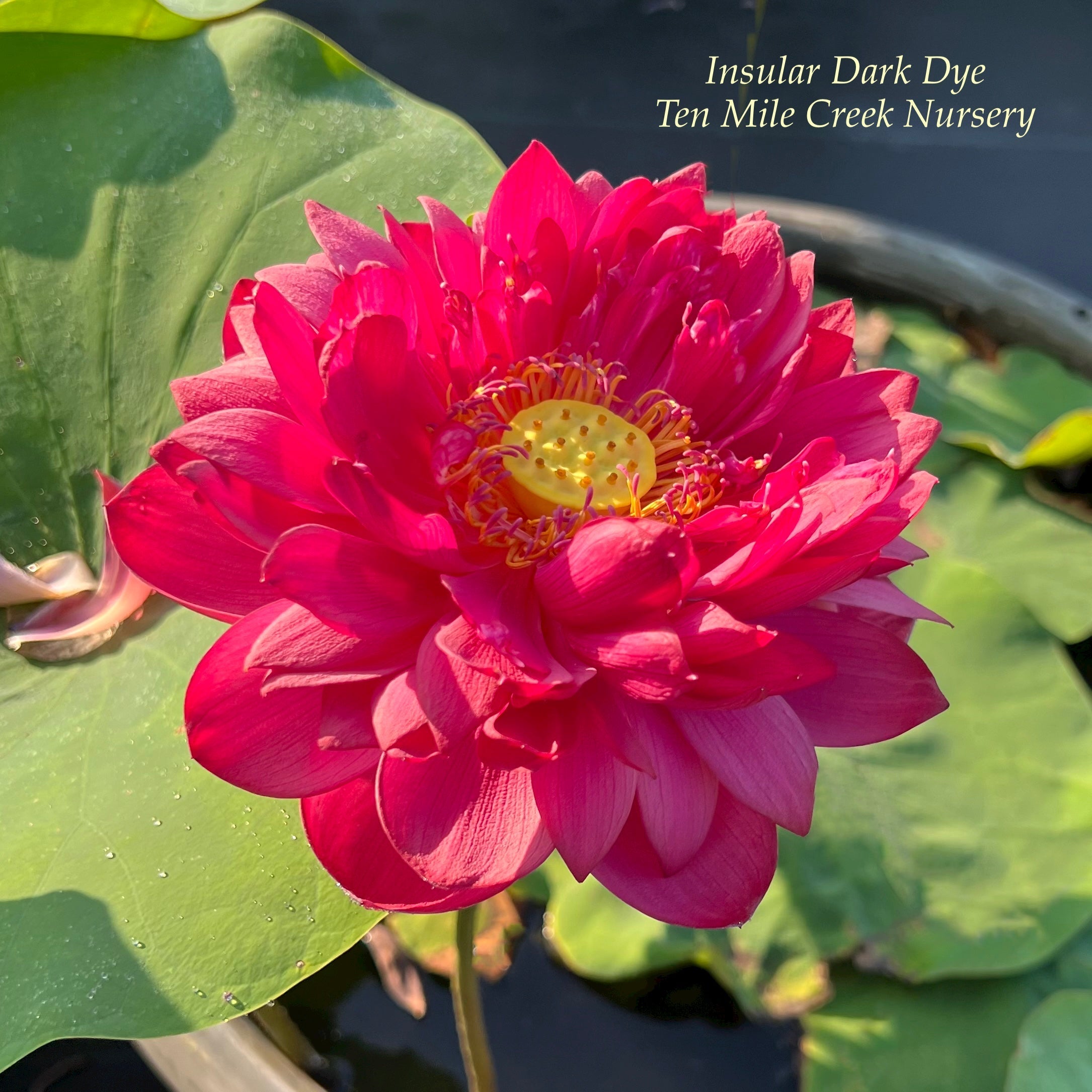 2025 Insular Dark Dye Lotus (Bare Root)