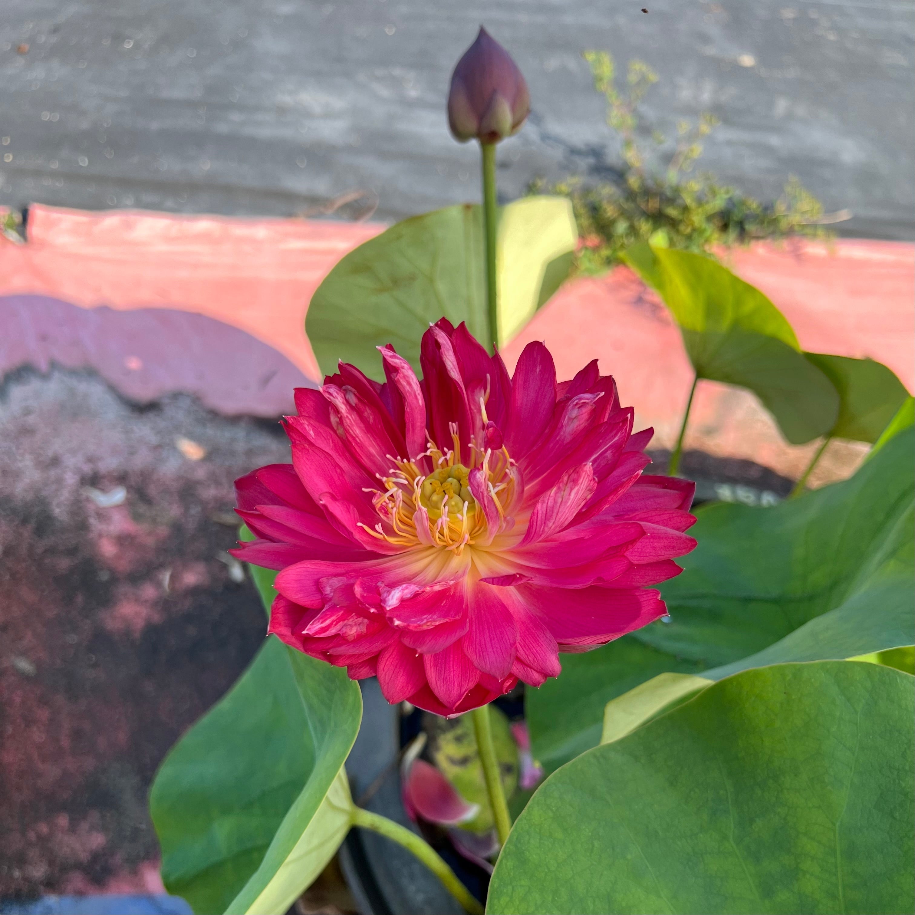 2025 Jinggang Red Flag Lotus (Bare Root)