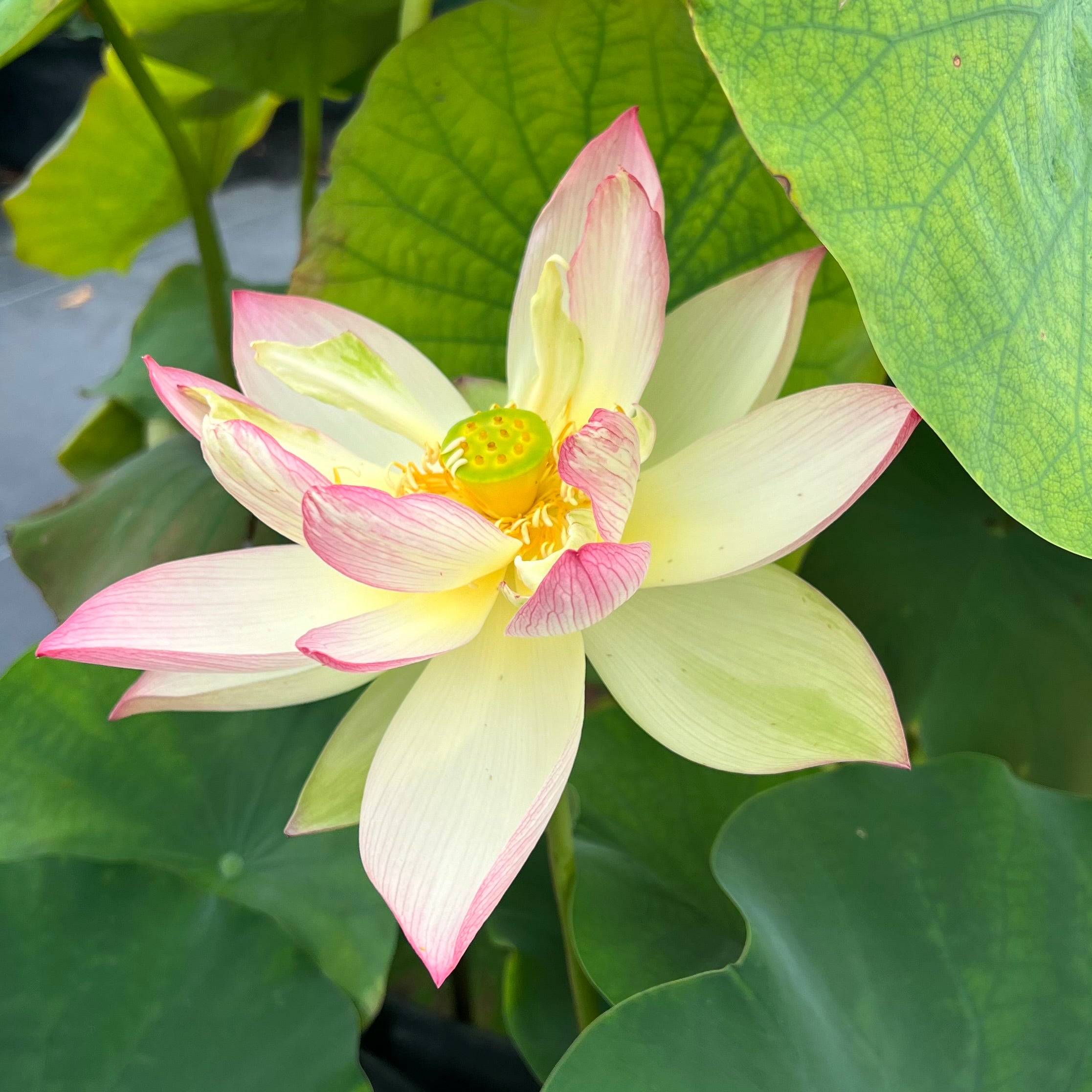 2025 Jinling Prince Lotus (Bare Root)