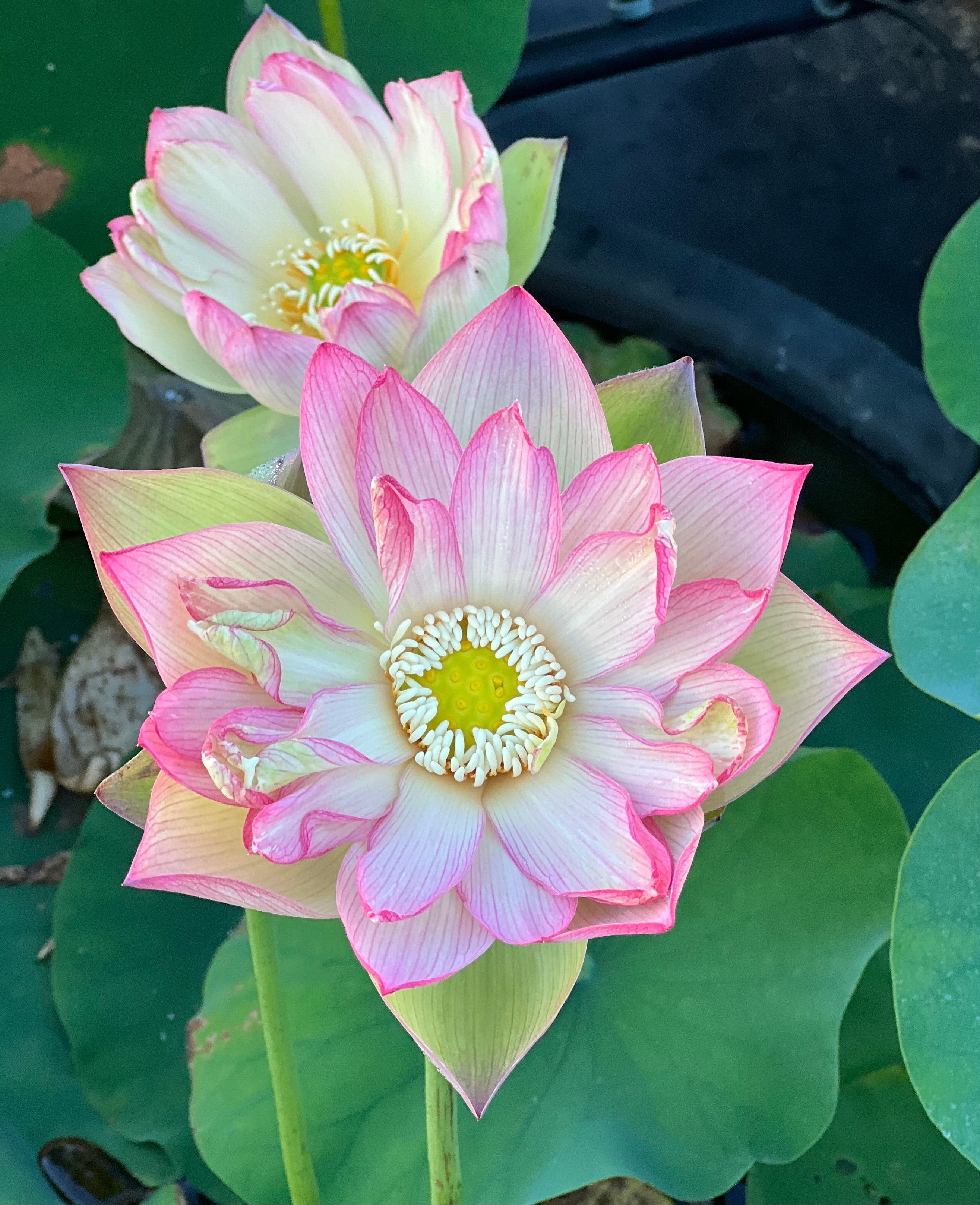 2025 Jinling Prince Lotus (Bare Root)