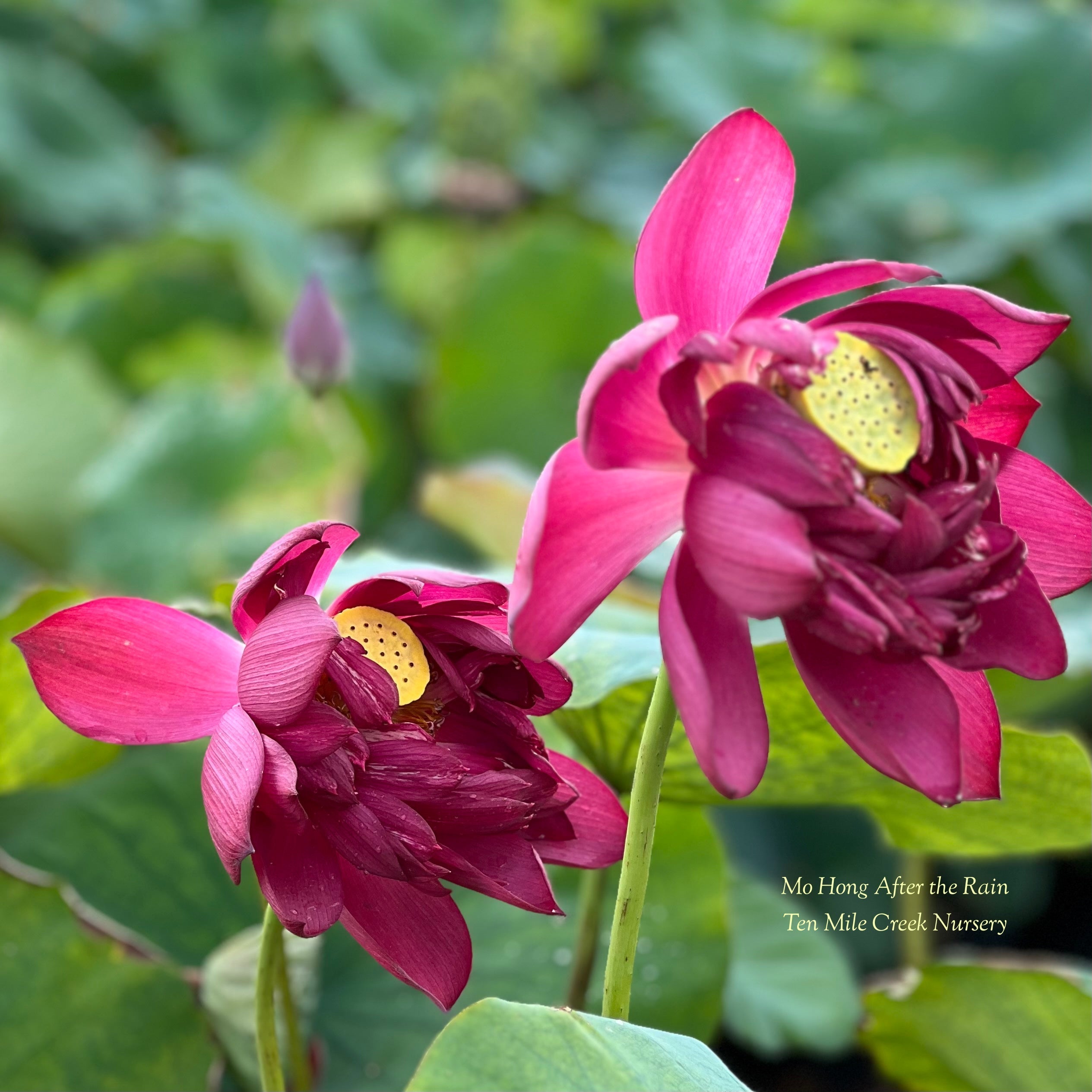 2025 Mo Hong Black Red Lotus (Bare Root)