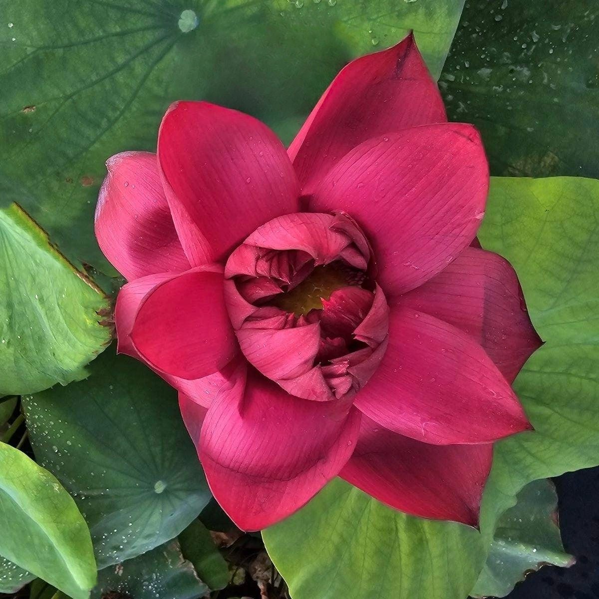 2025 Mo Hong Black Red Lotus (Bare Root)