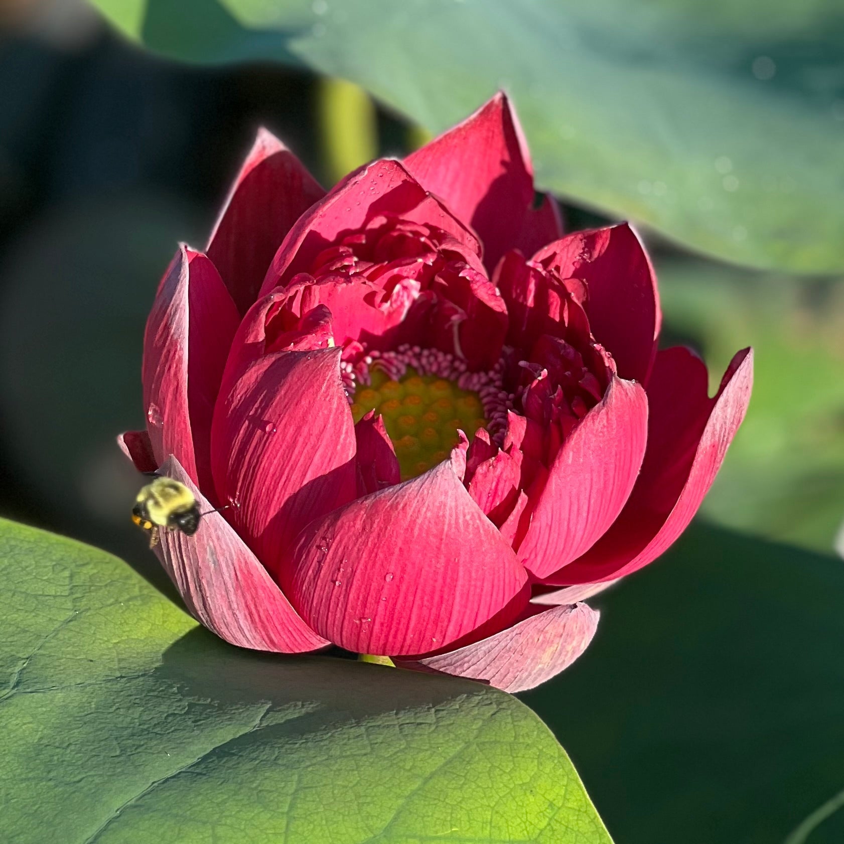 2025 Mo Hong Black Red Lotus (Bare Root)
