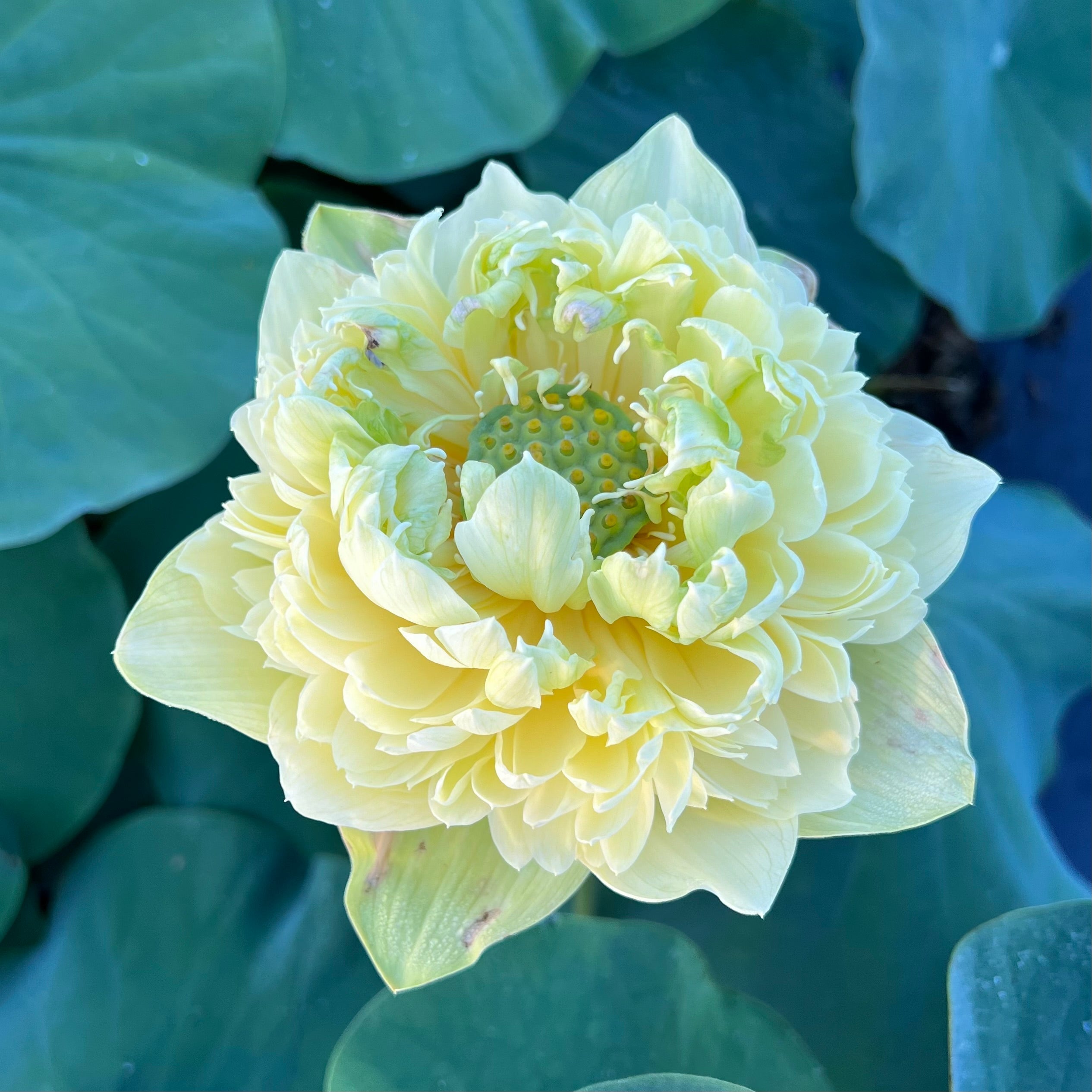 2025 Morning Fog Lotus (Bare Root)