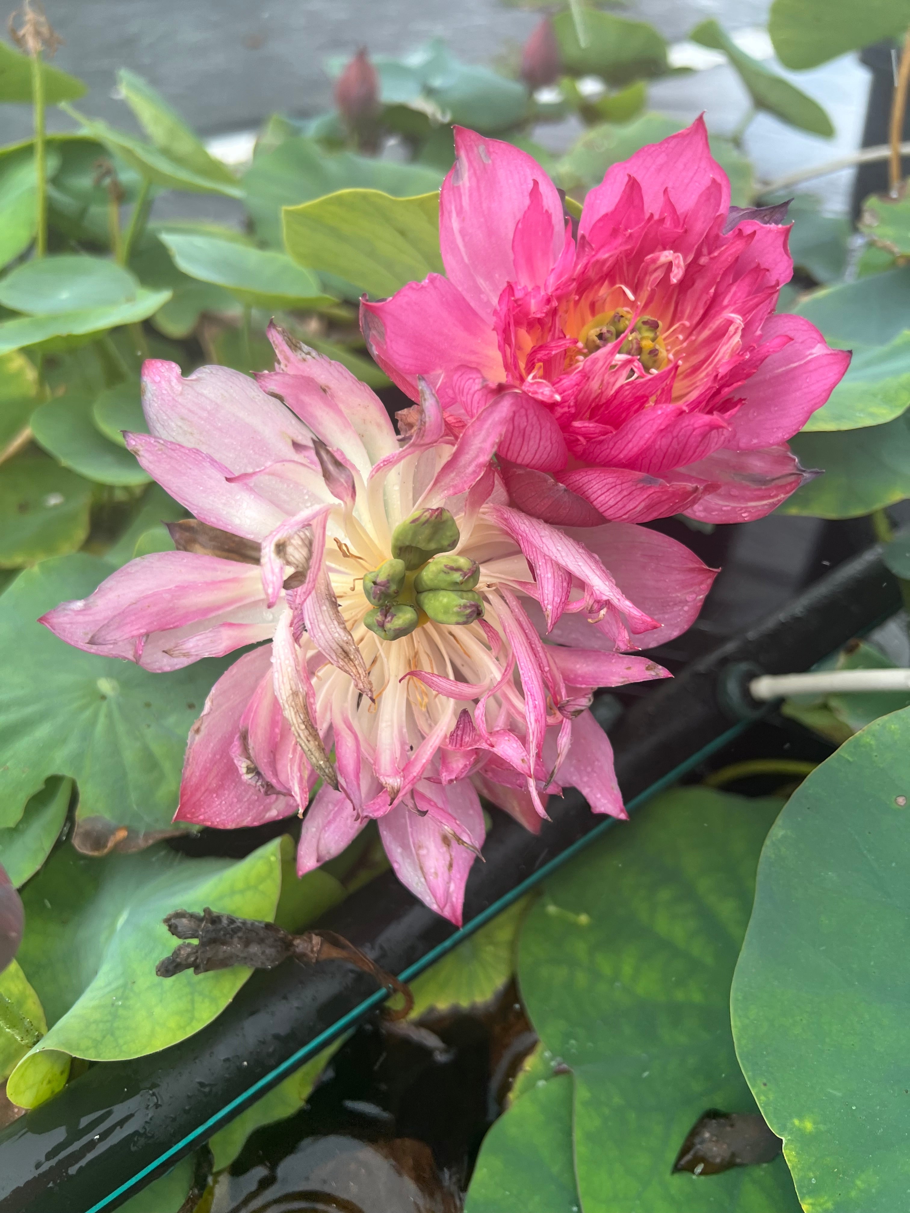 2025 Morning Sunlight Micro Lotus (Bare Root)