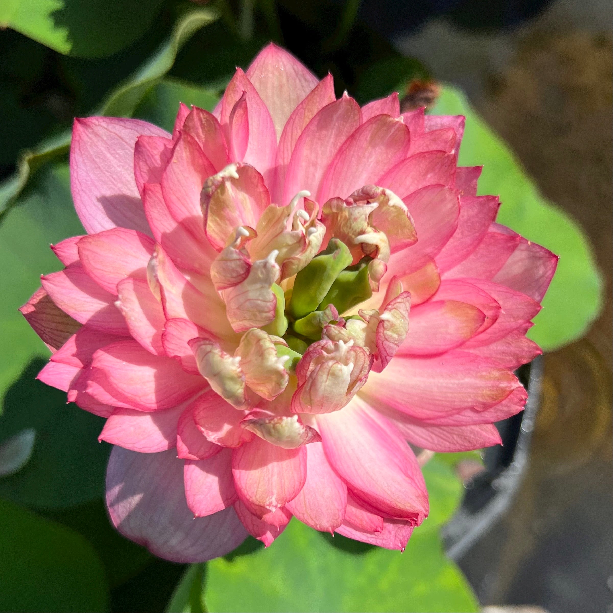 2025 Morning Sunlight Micro Lotus (Bare Root)