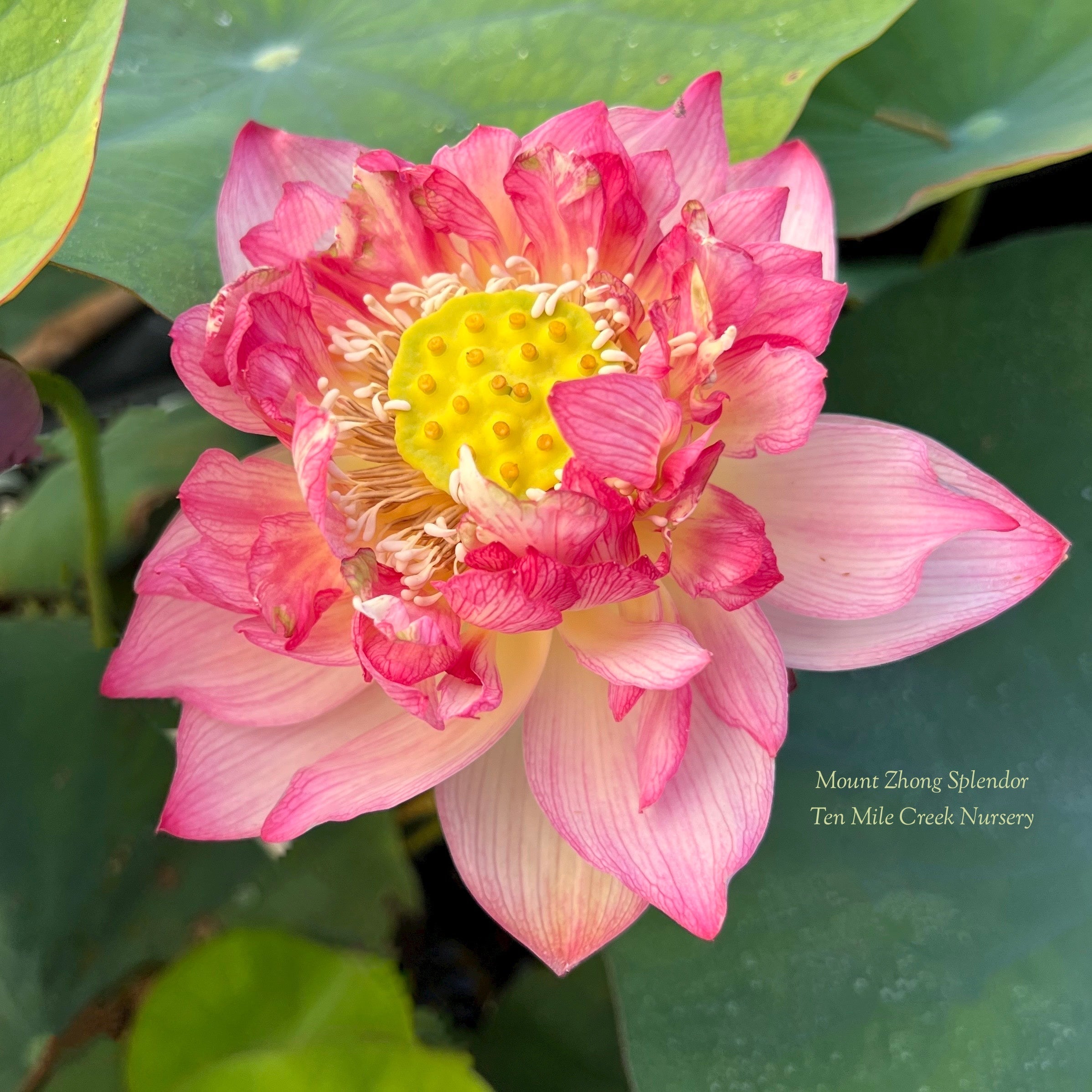 2025 Mount Zhong Splendor Lotus (Bare Root)