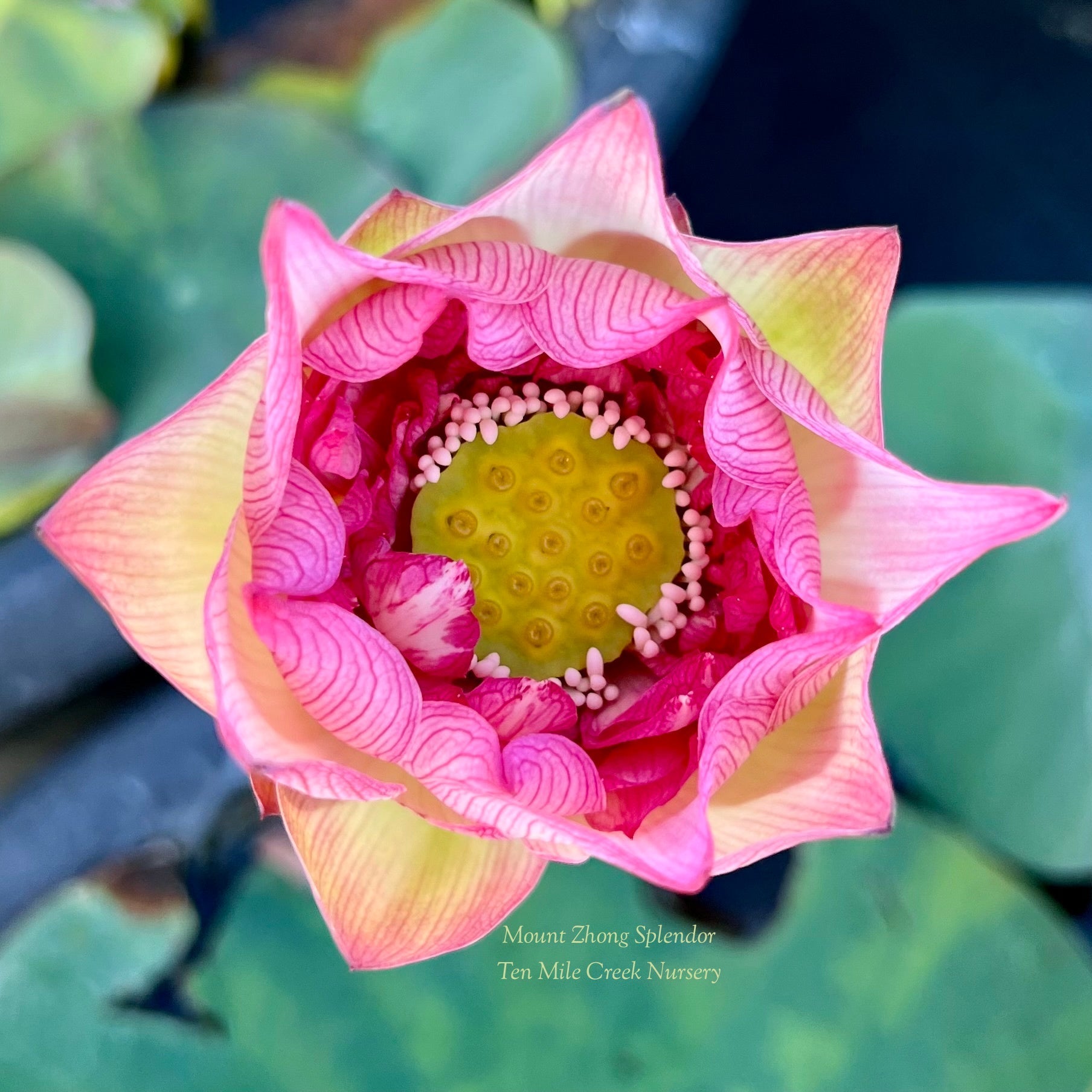 2025 Mount Zhong Splendor Lotus (Bare Root)