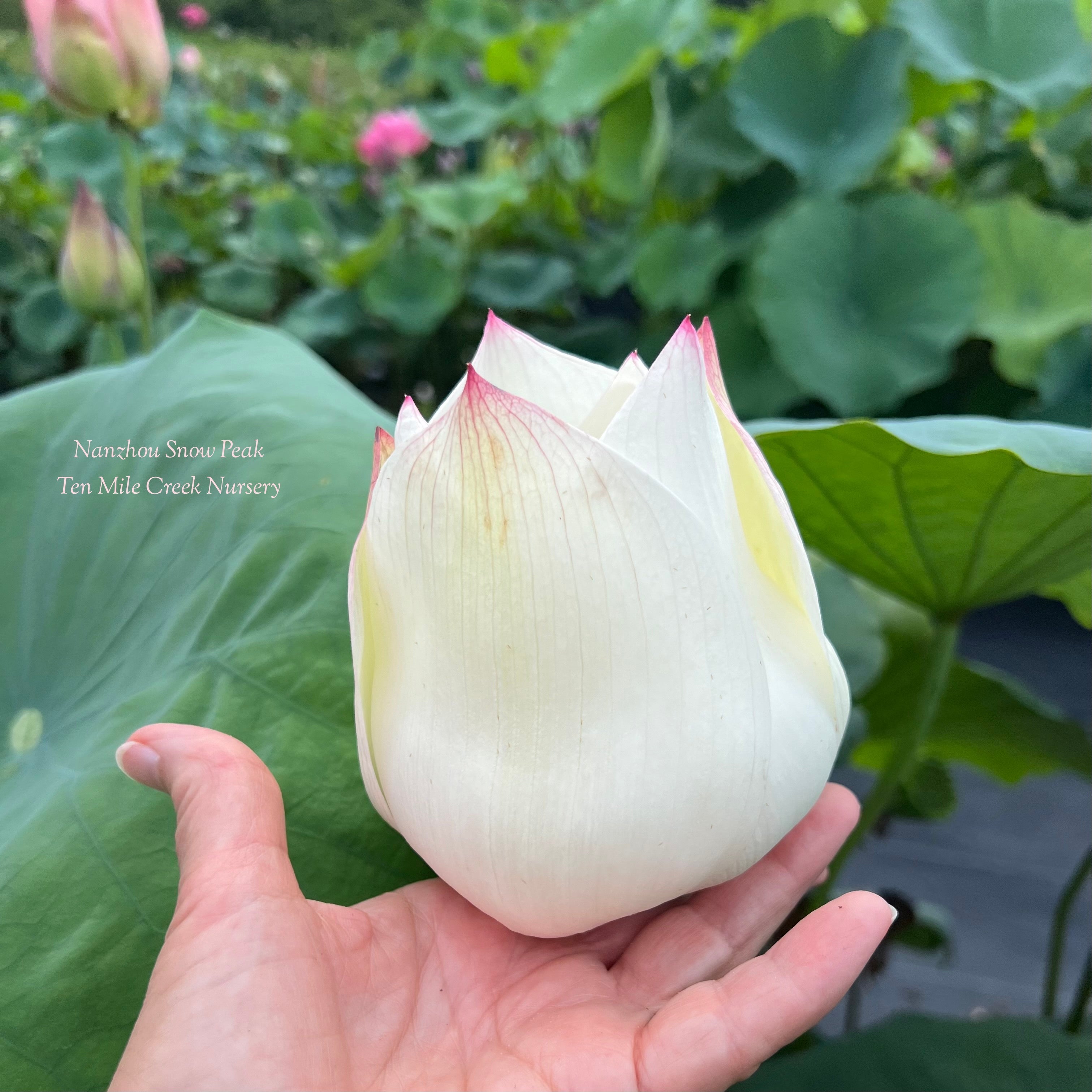2025 Nanzhou Snow Peak Lotus (Bare Root)