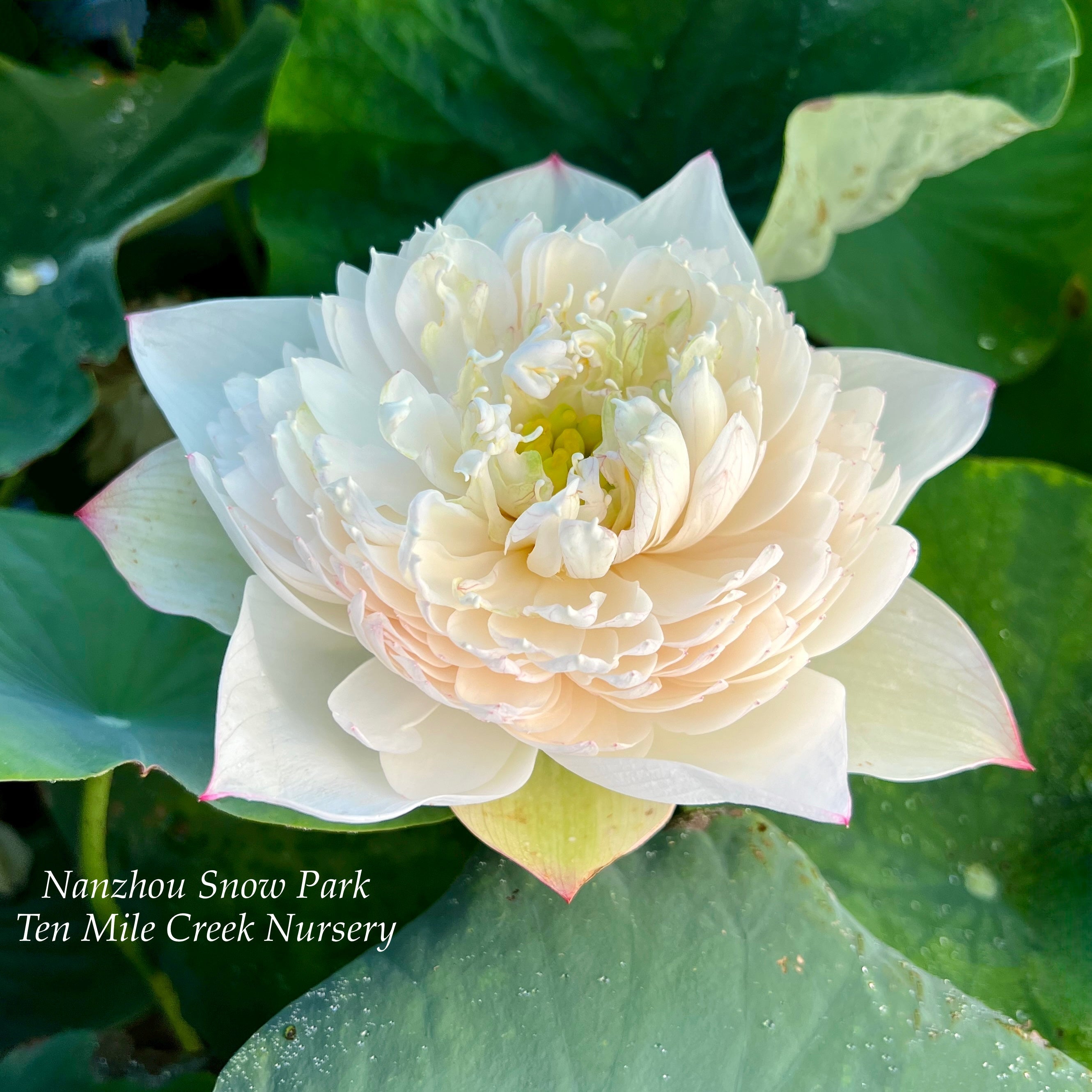 2025 Nanzhou Snow Peak Lotus (Bare Root)