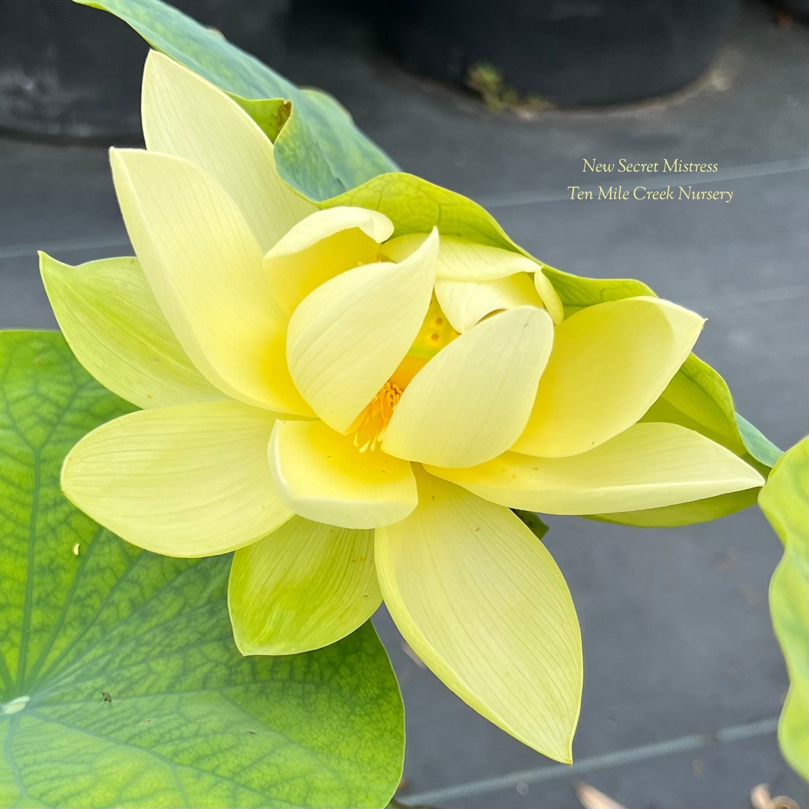 2025 New Secret Mistress Lotus (Bare Root)