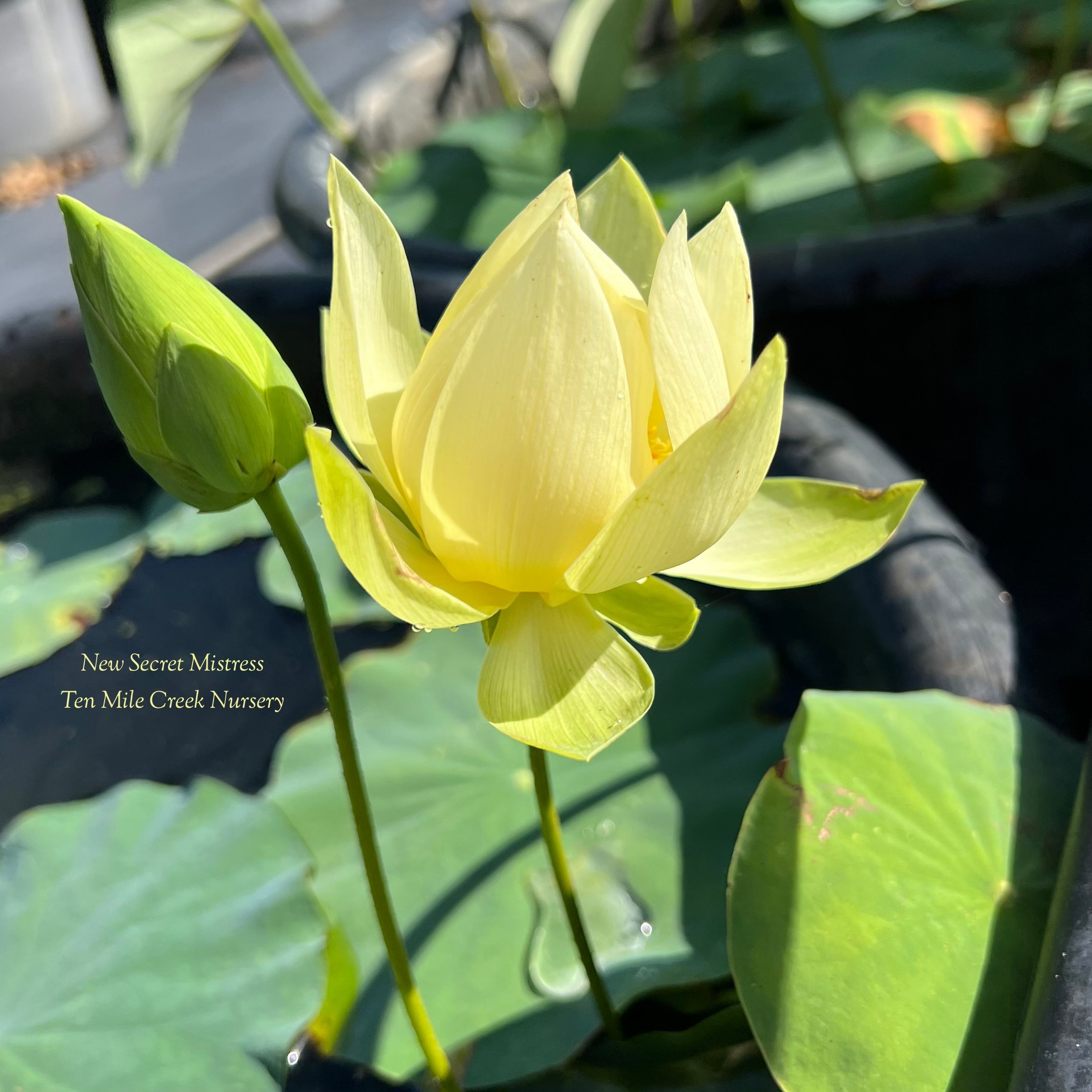 2025 New Secret Mistress Lotus (Bare Root)