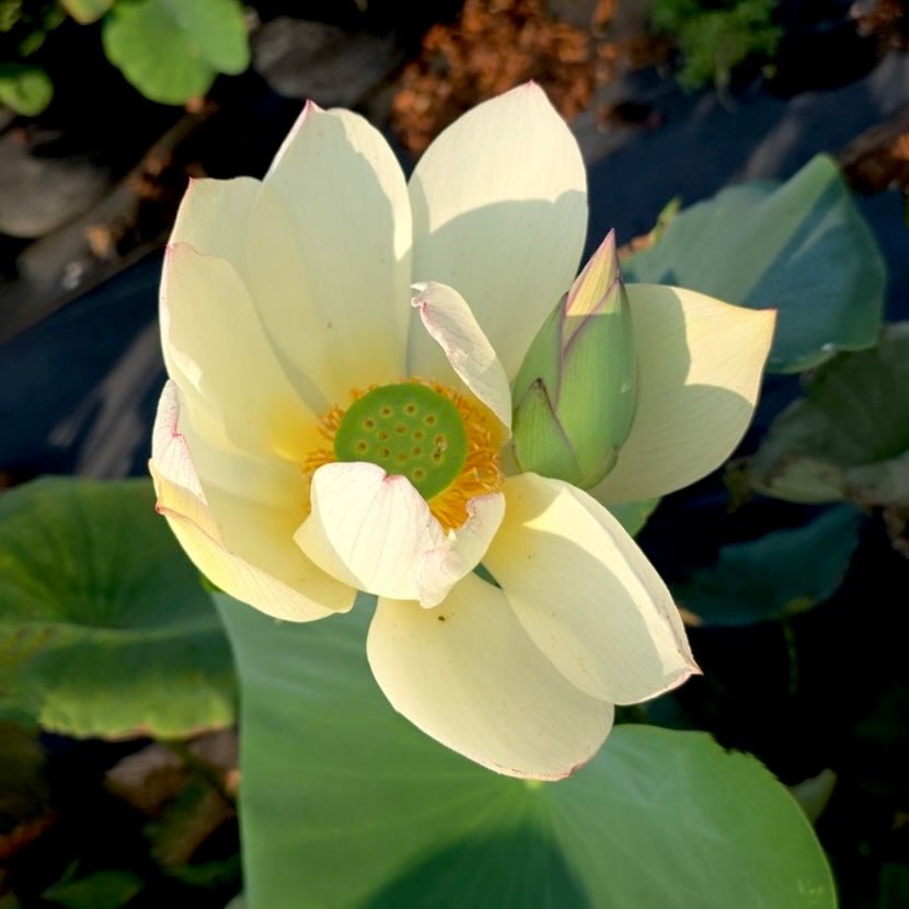 2025 New Secret Mistress Lotus (Bare Root)