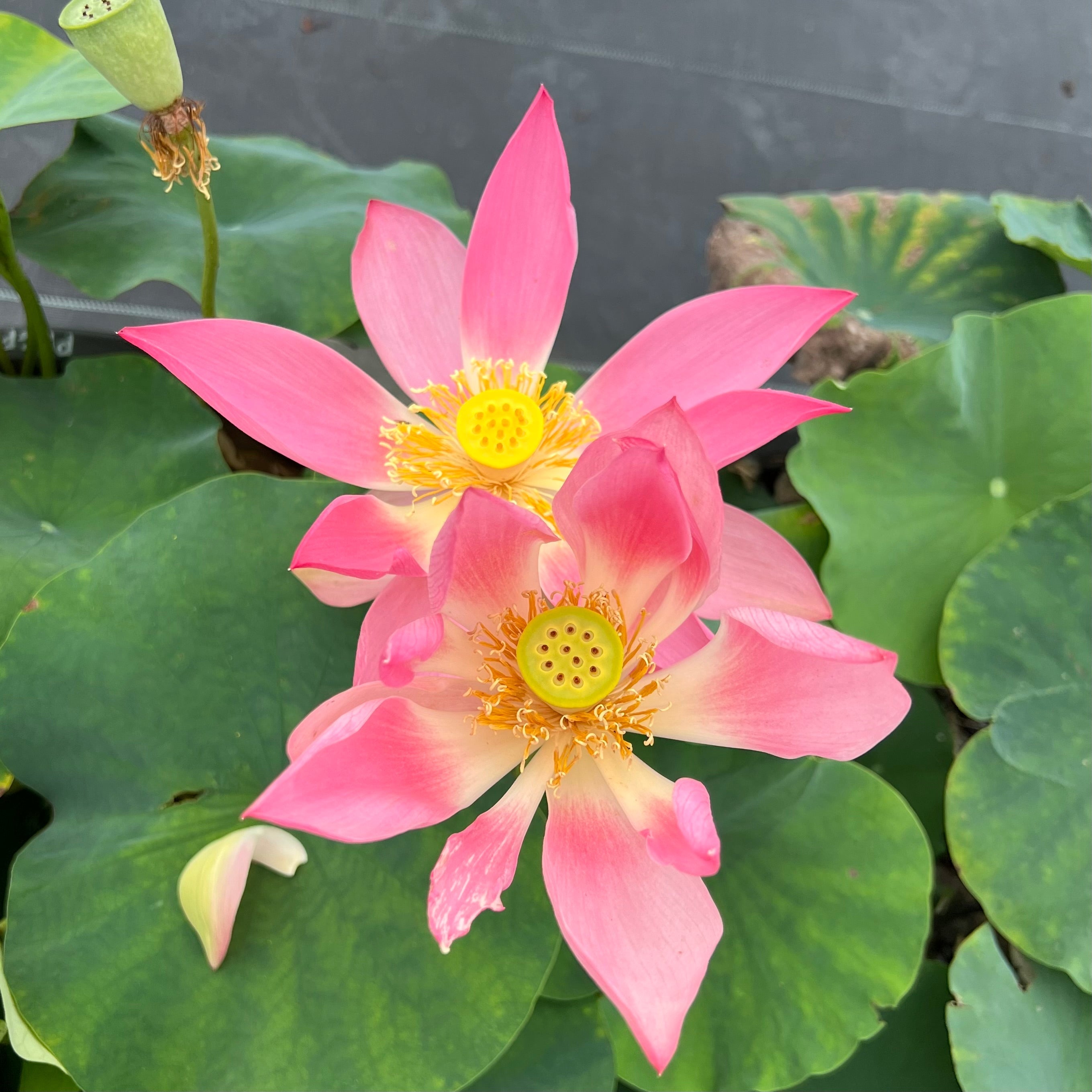 2025 Phoenix Feather Falling on Golden Pond Lotus (Bare Root)