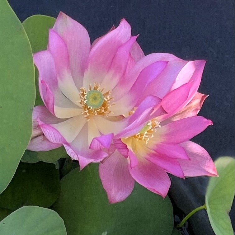 2025 Pink-A-Boo Mini Lotus (Bare Root)