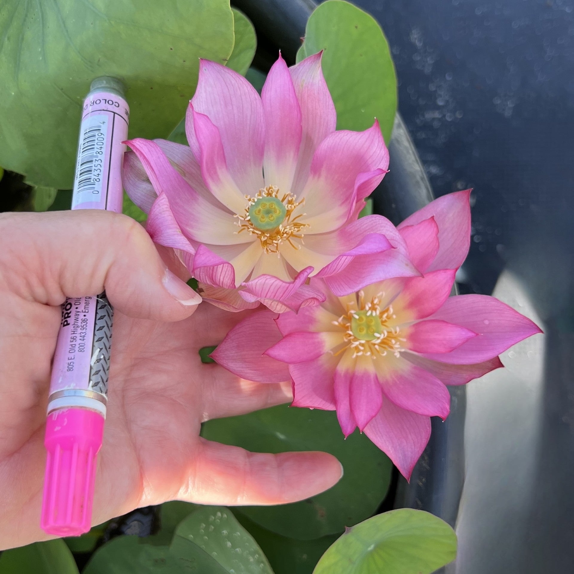 2025 Pink-A-Boo Mini Lotus (Bare Root)